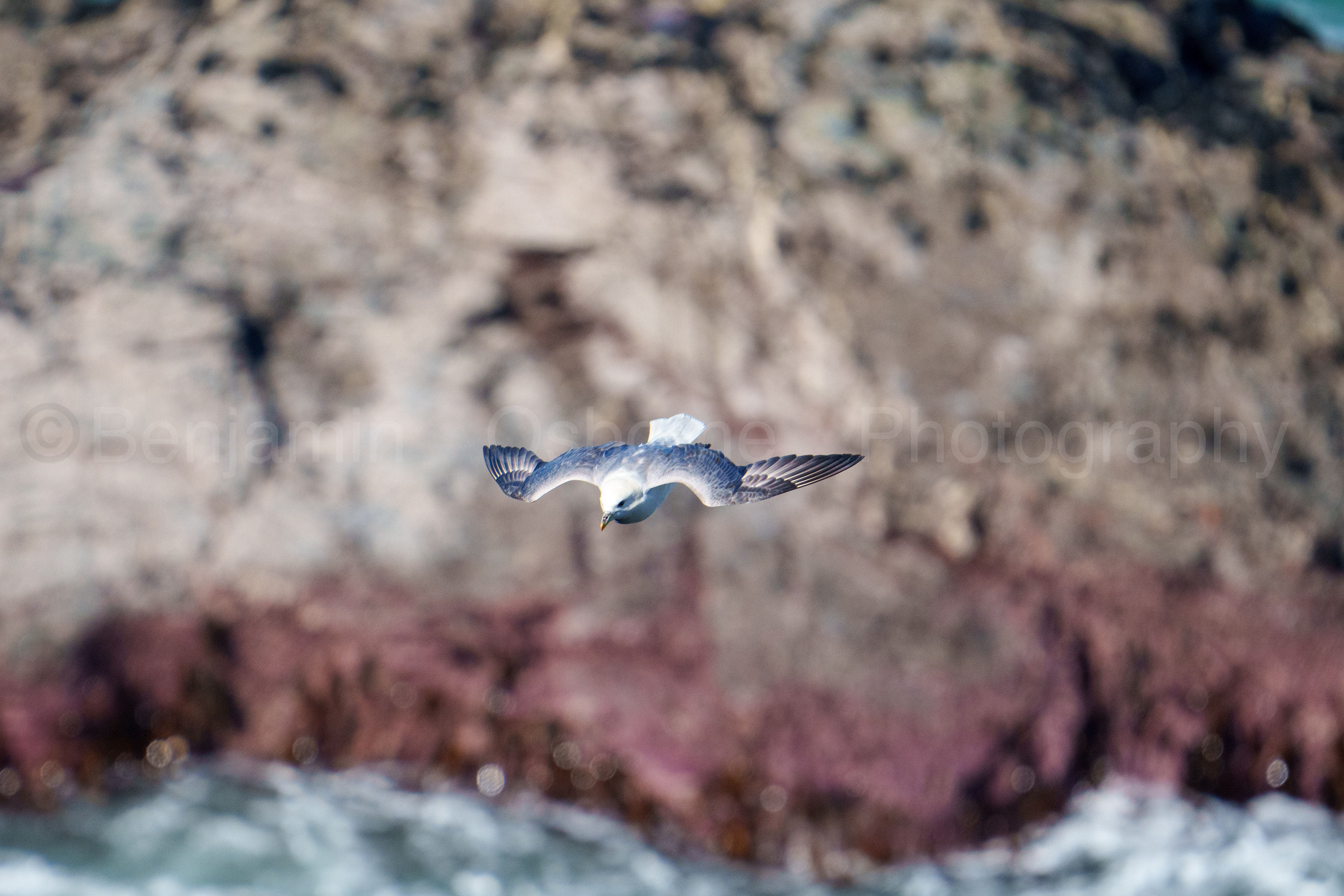 Fulmar 15