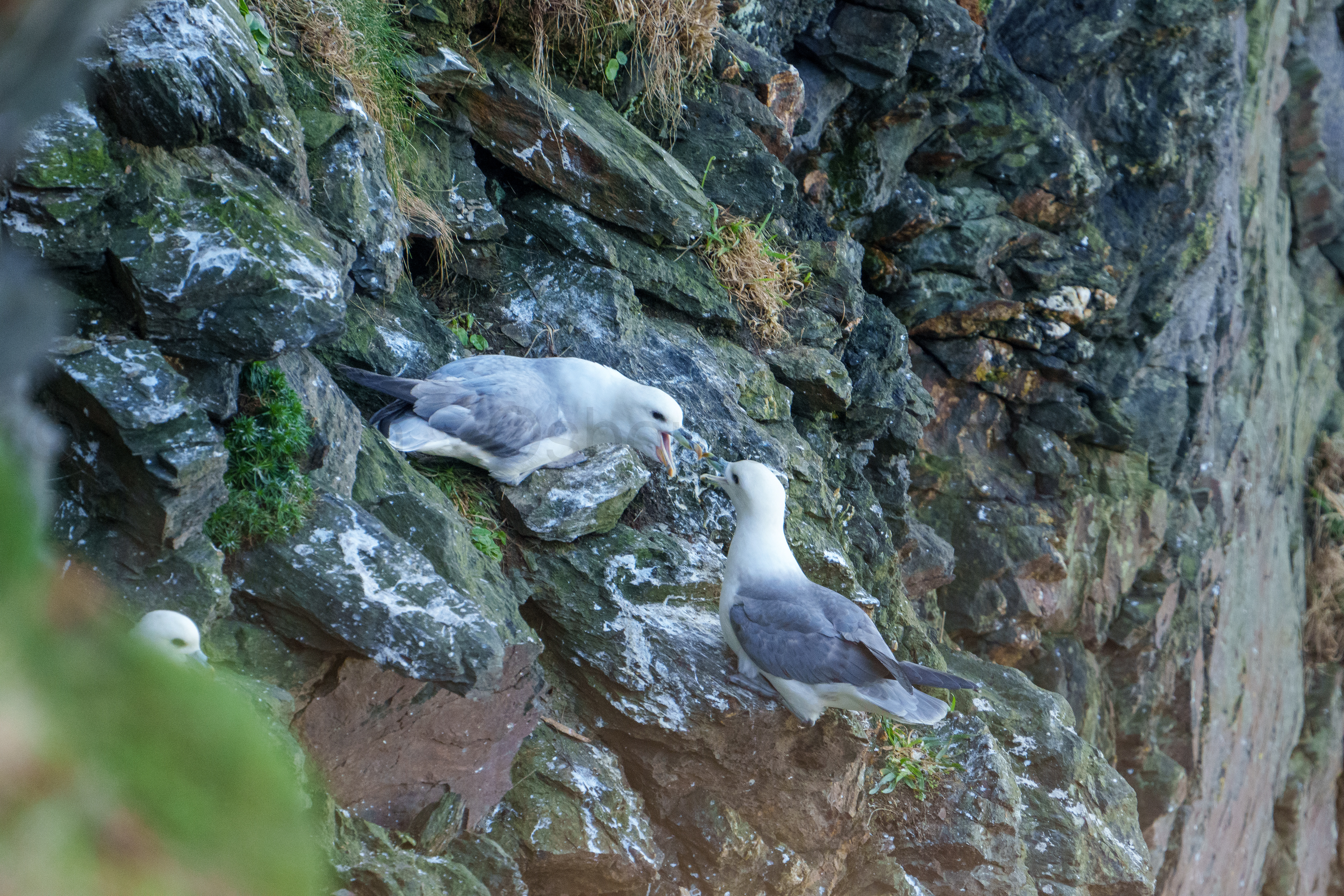Fulmar 8