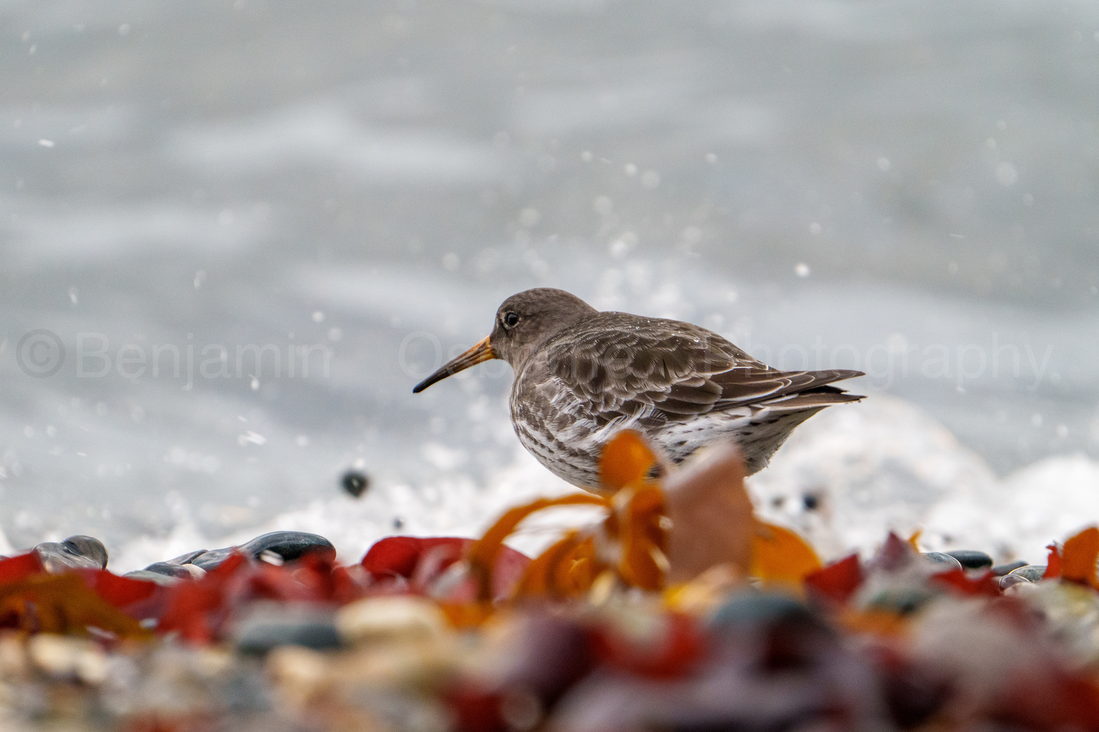 Purple sandpiper 2