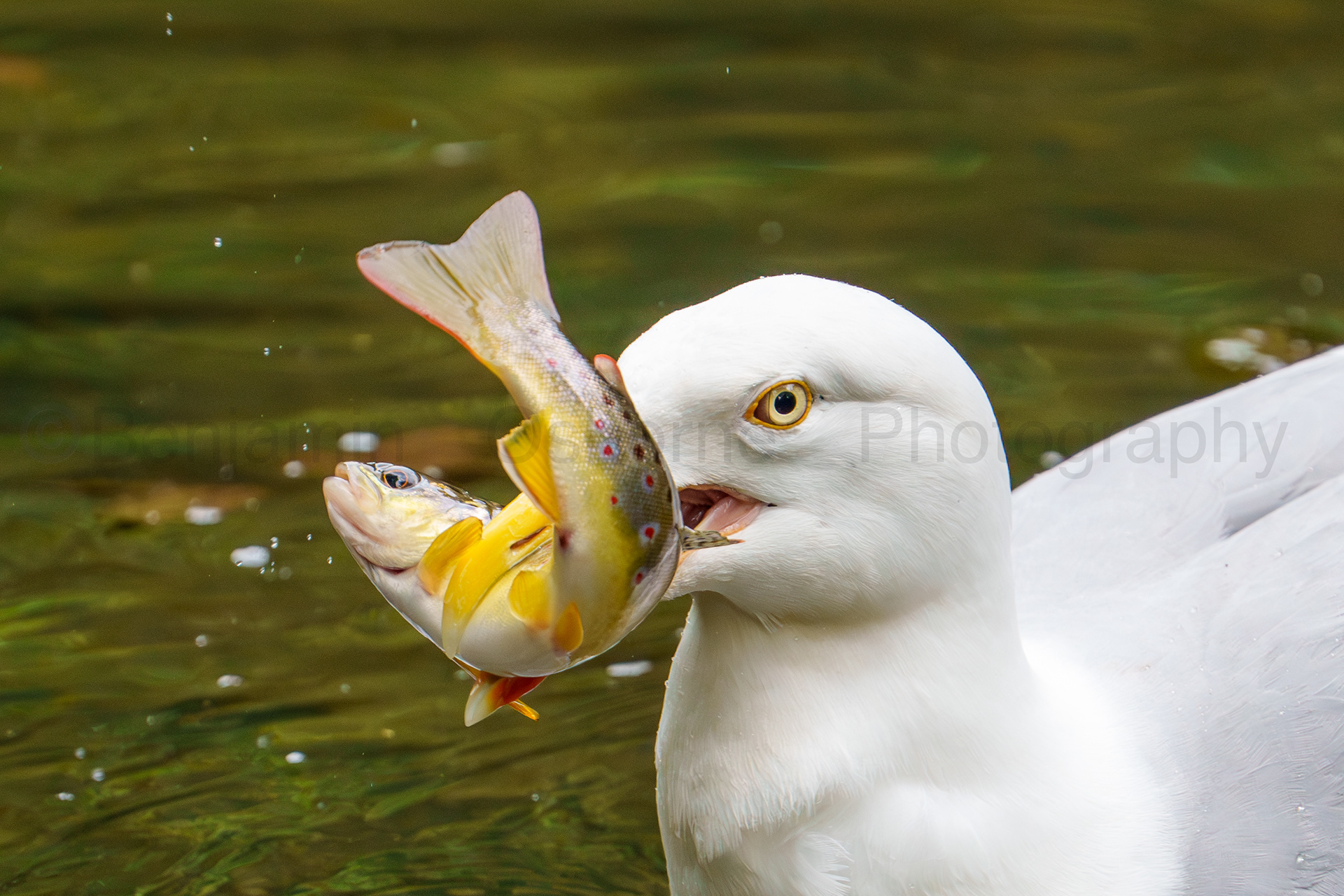 Herring gull