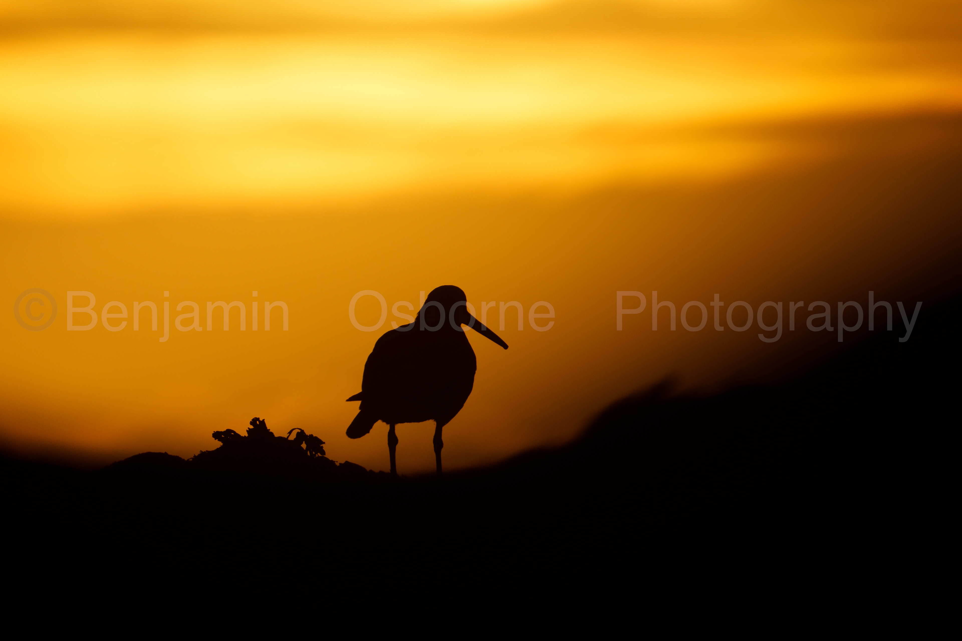Oystercatcher 4