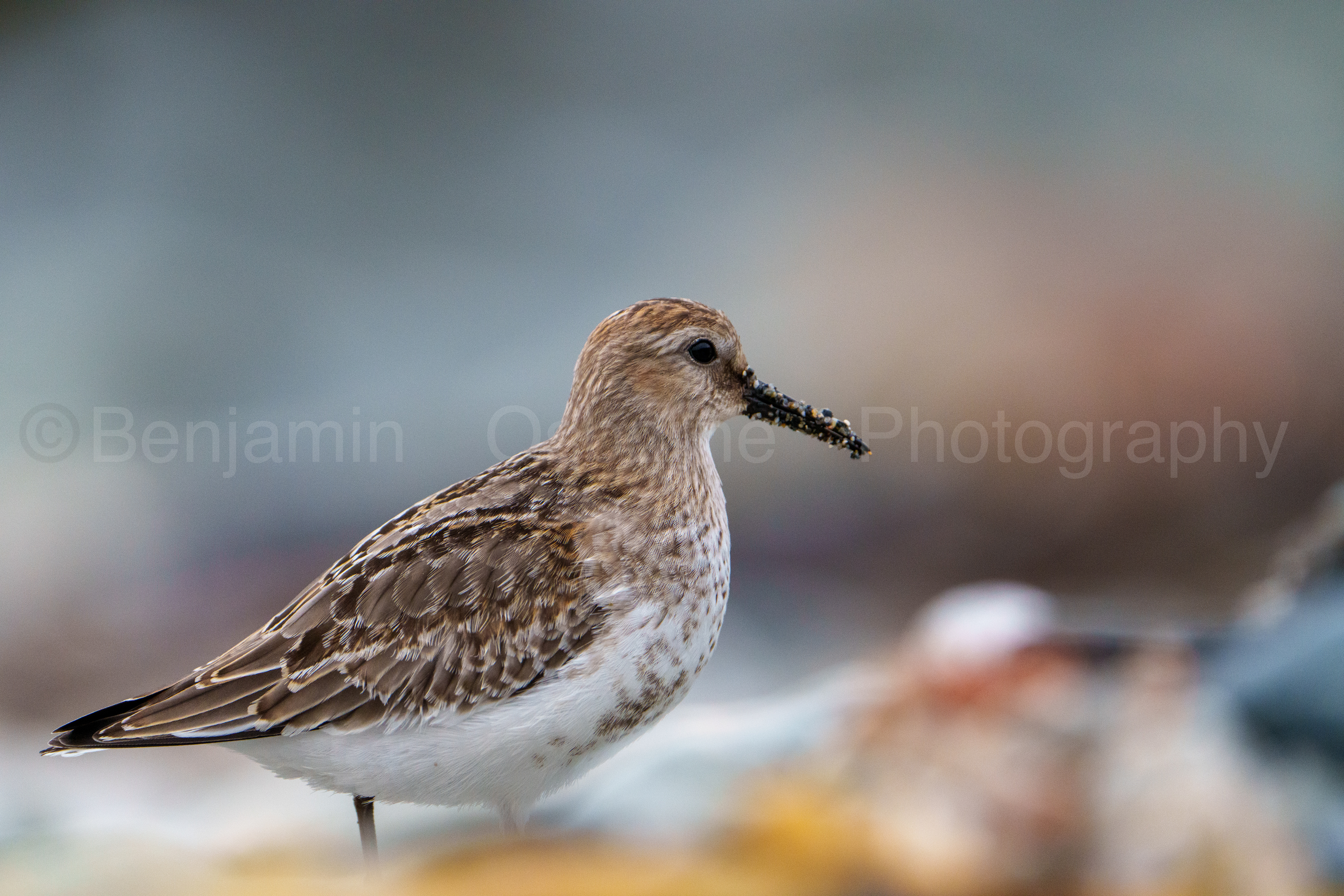 Dunlin 13