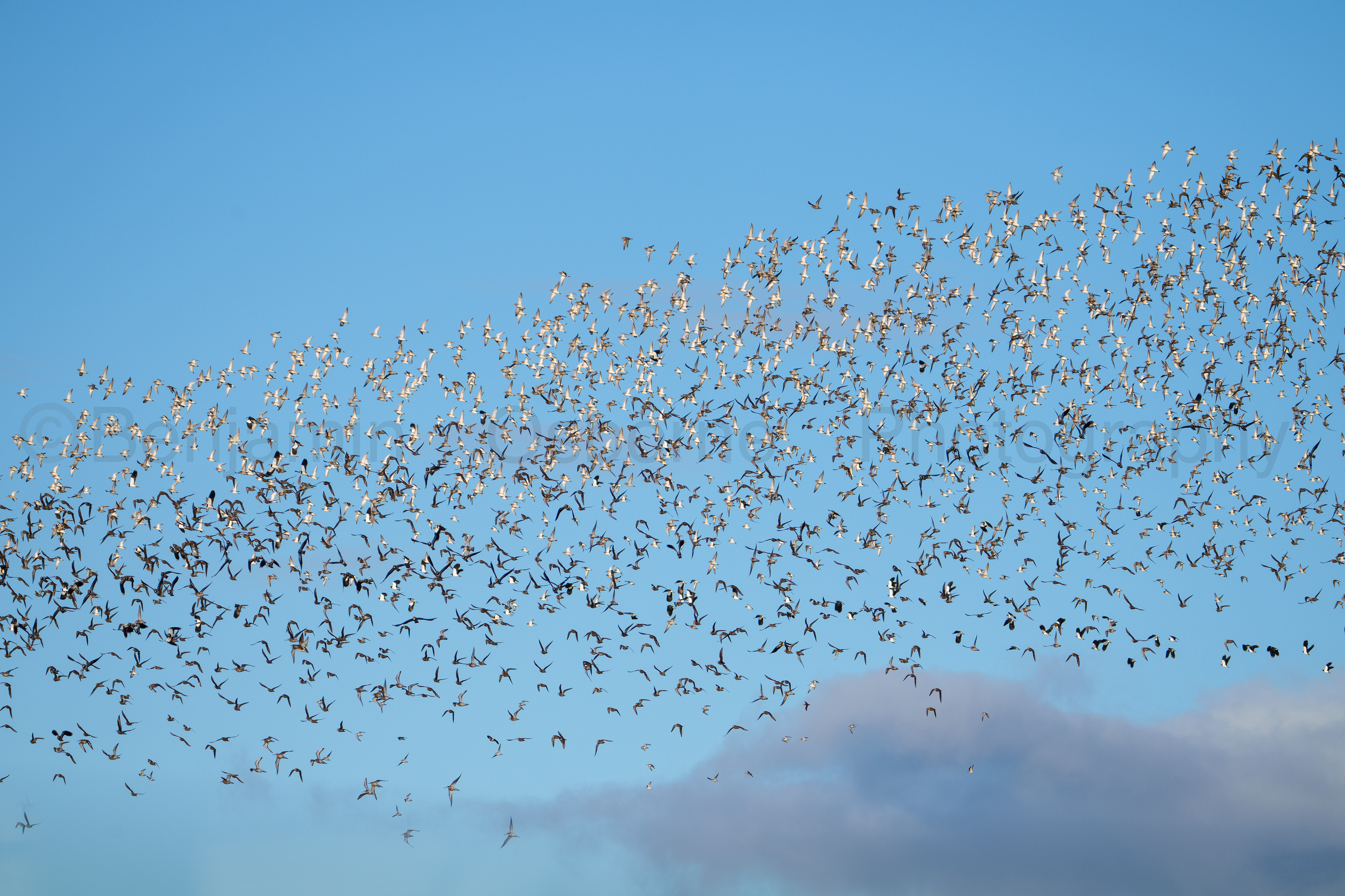 Lapwing and golden plover 2