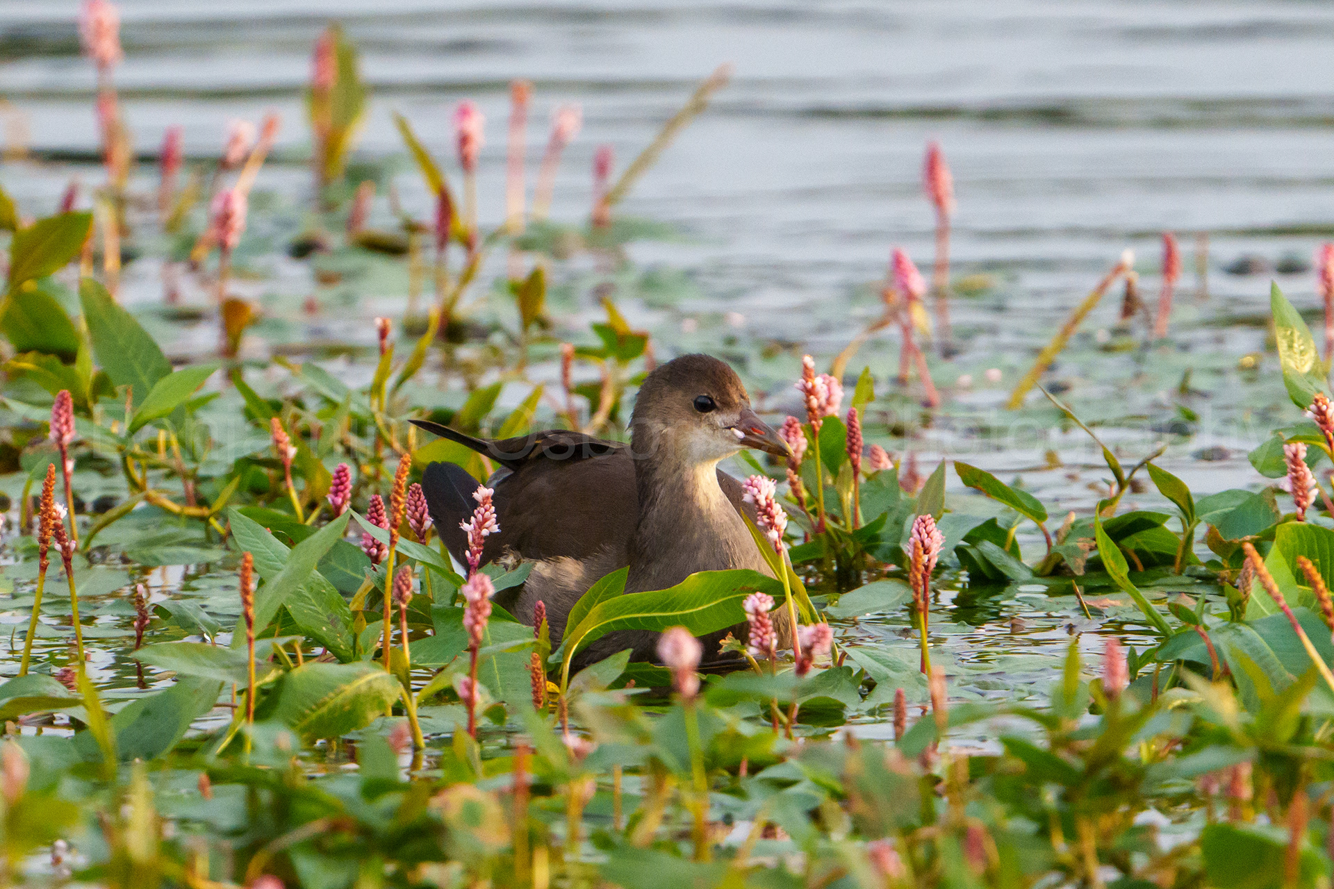 Moorhen