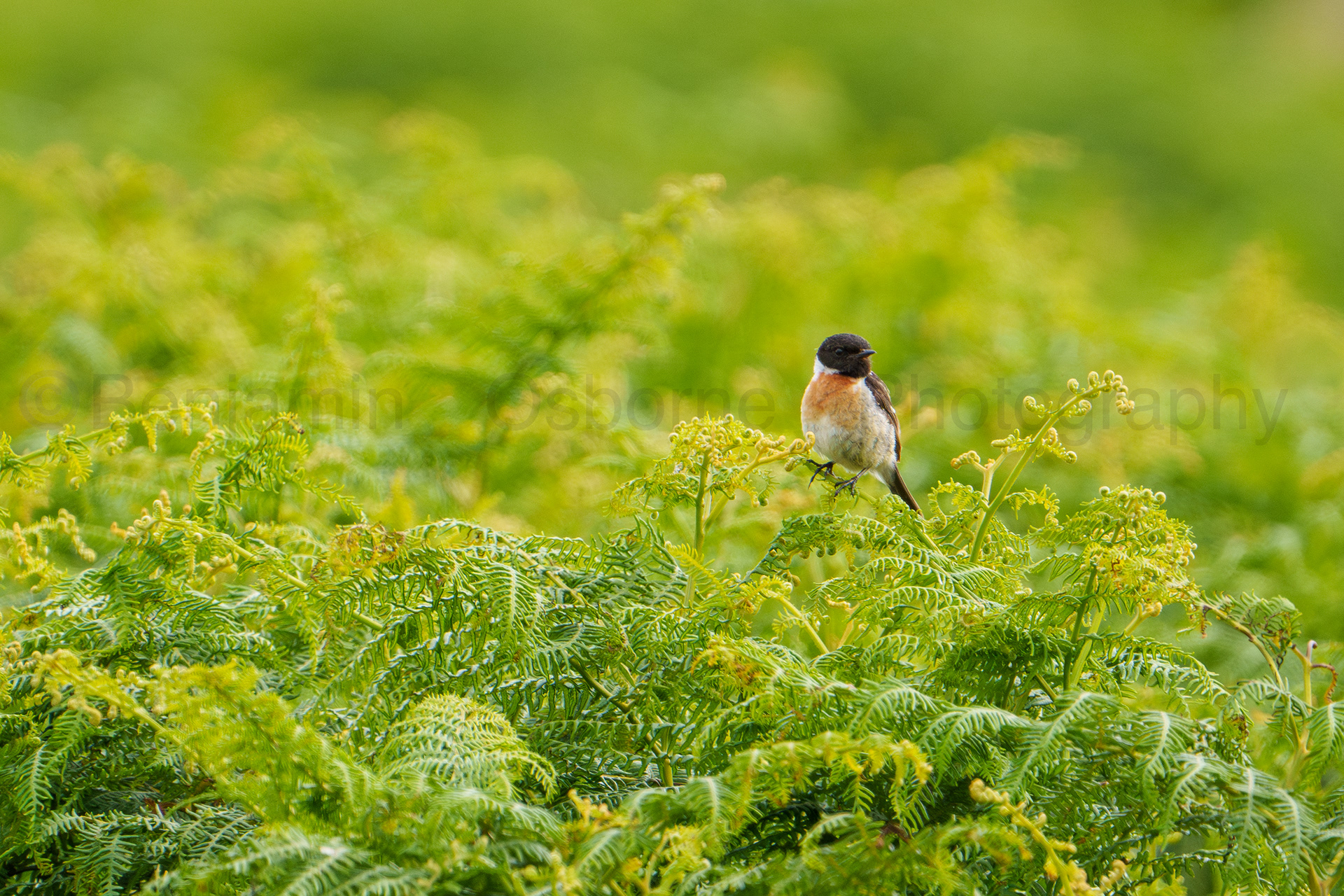 Stonechat 4