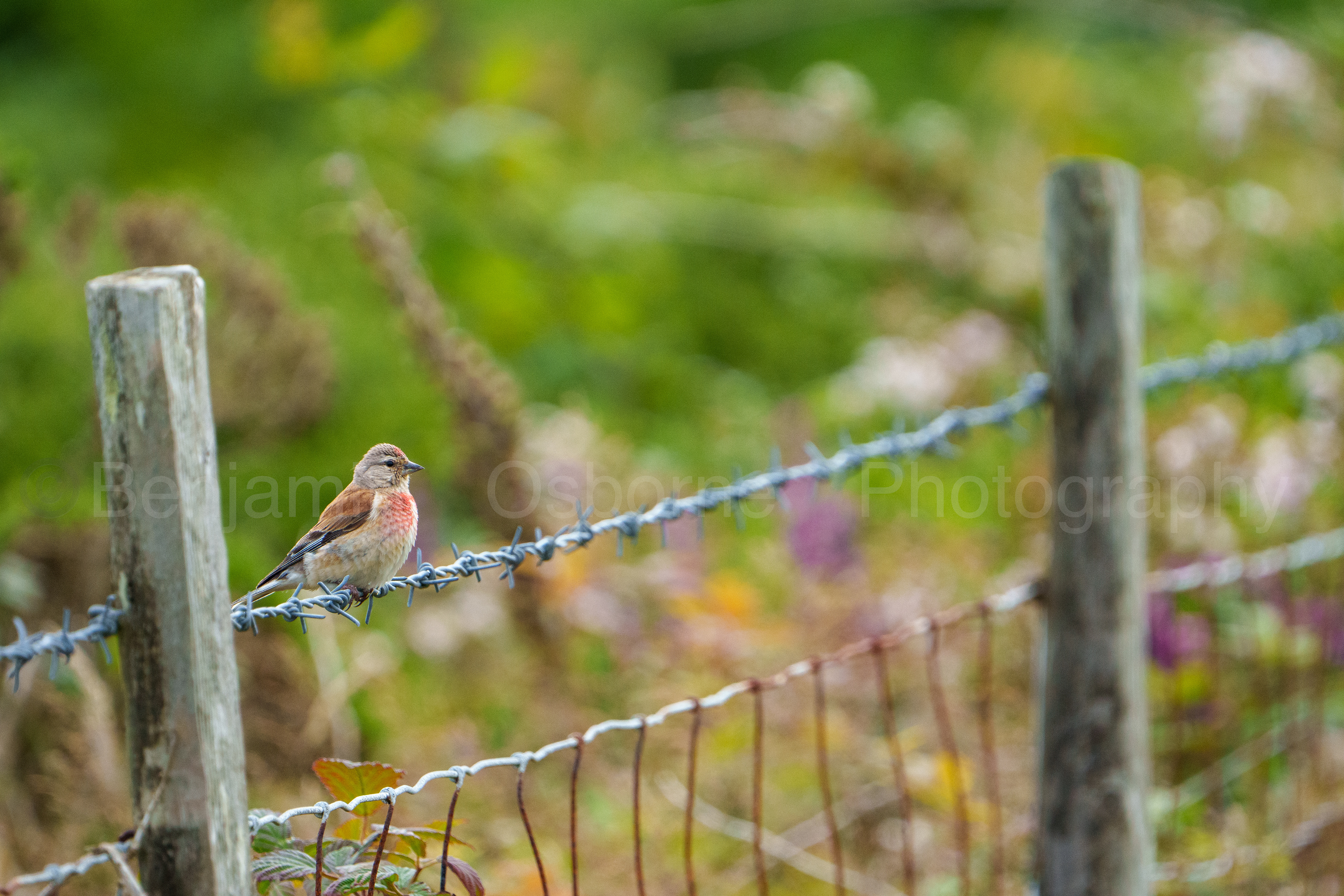 Linnet
