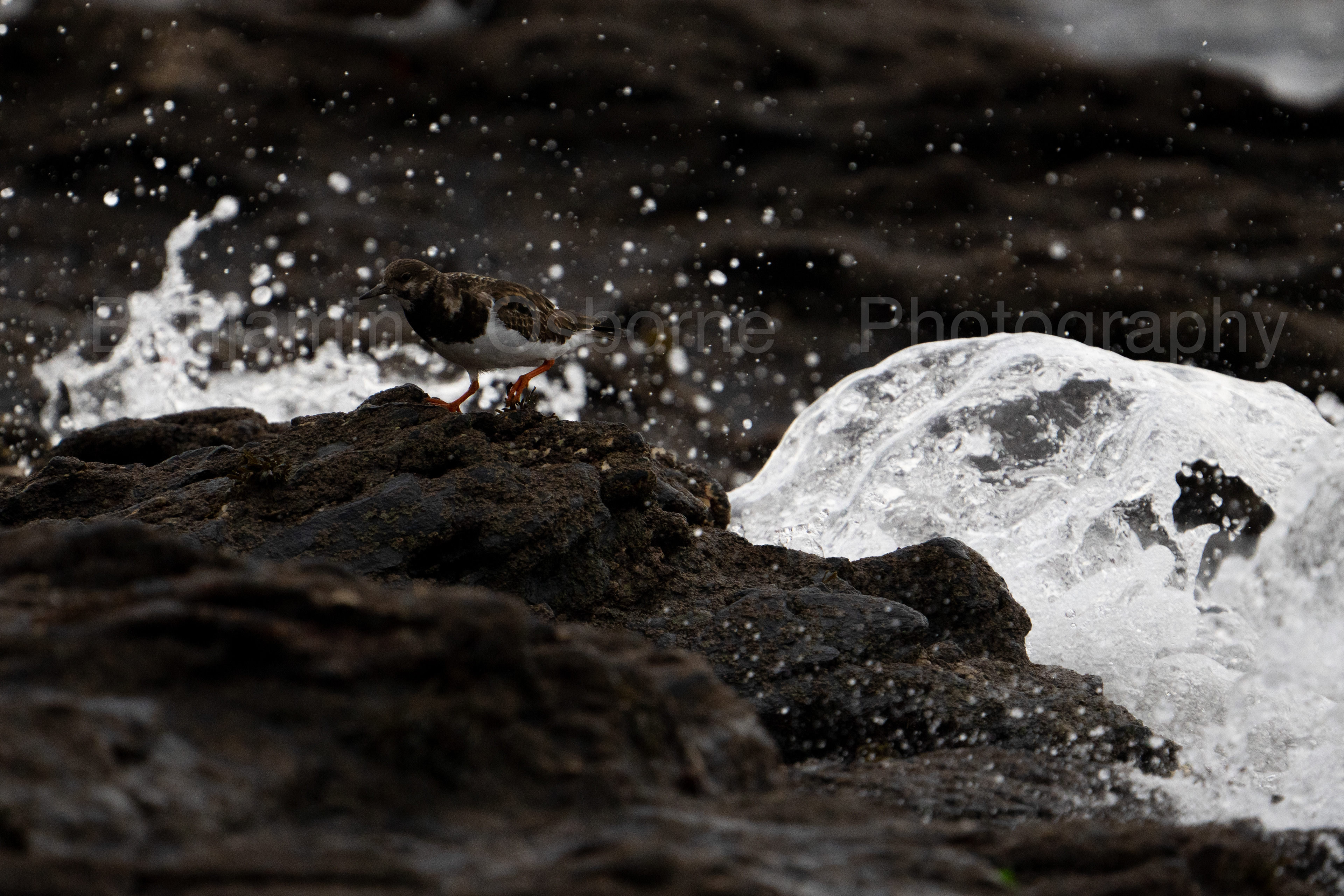 Turnstone 3