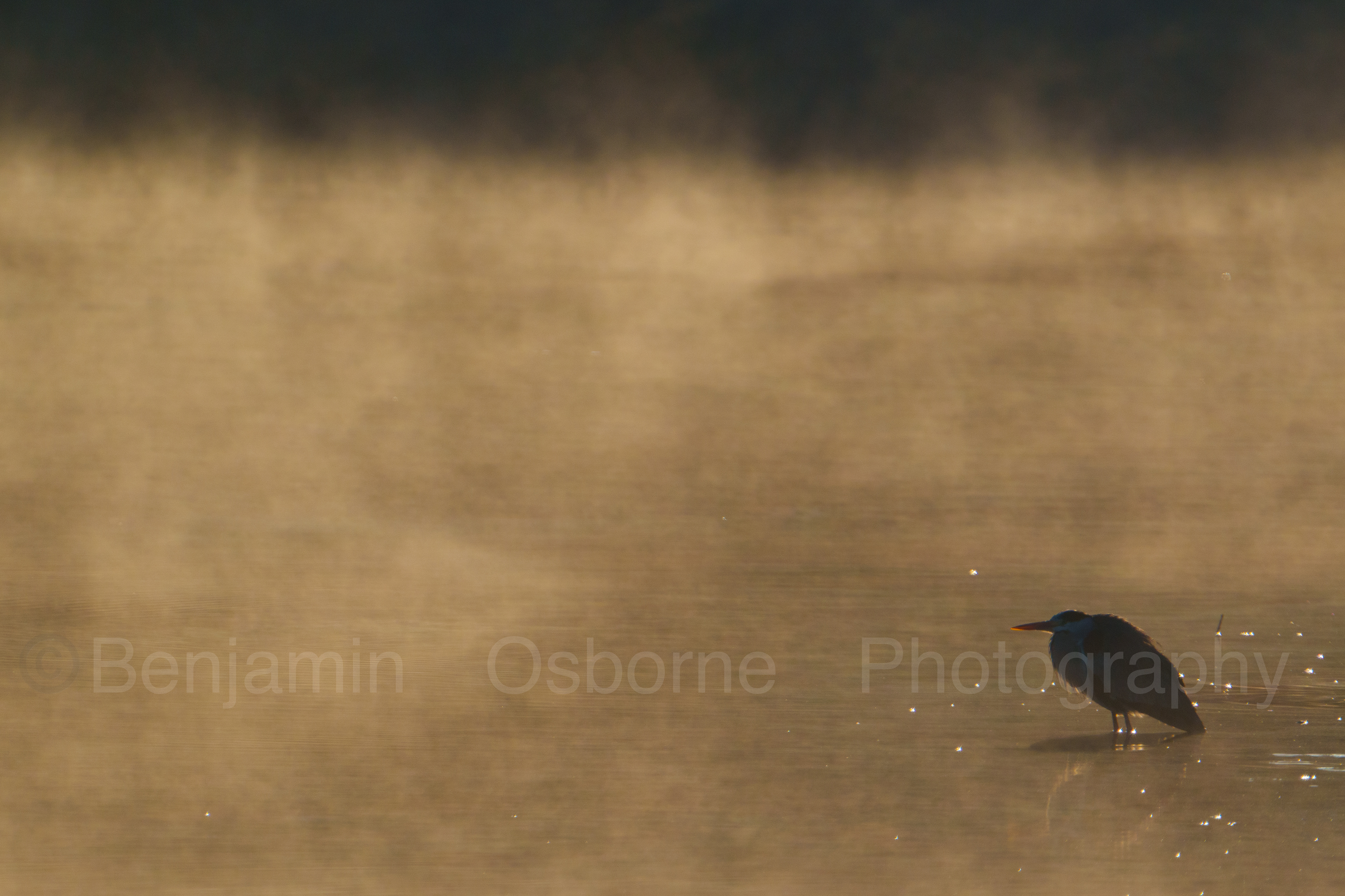 Grey heron 2