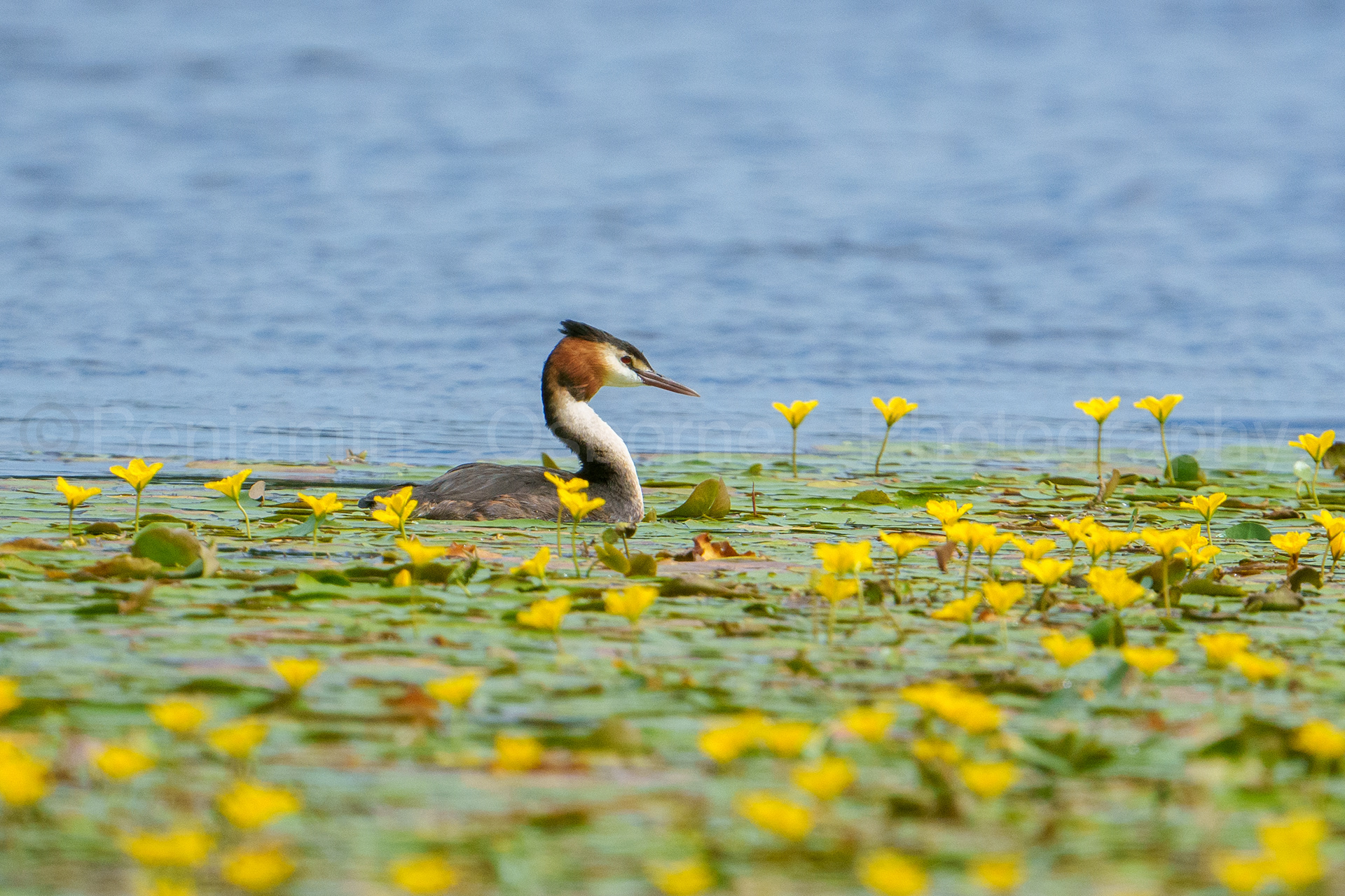 Great crested grebe 2