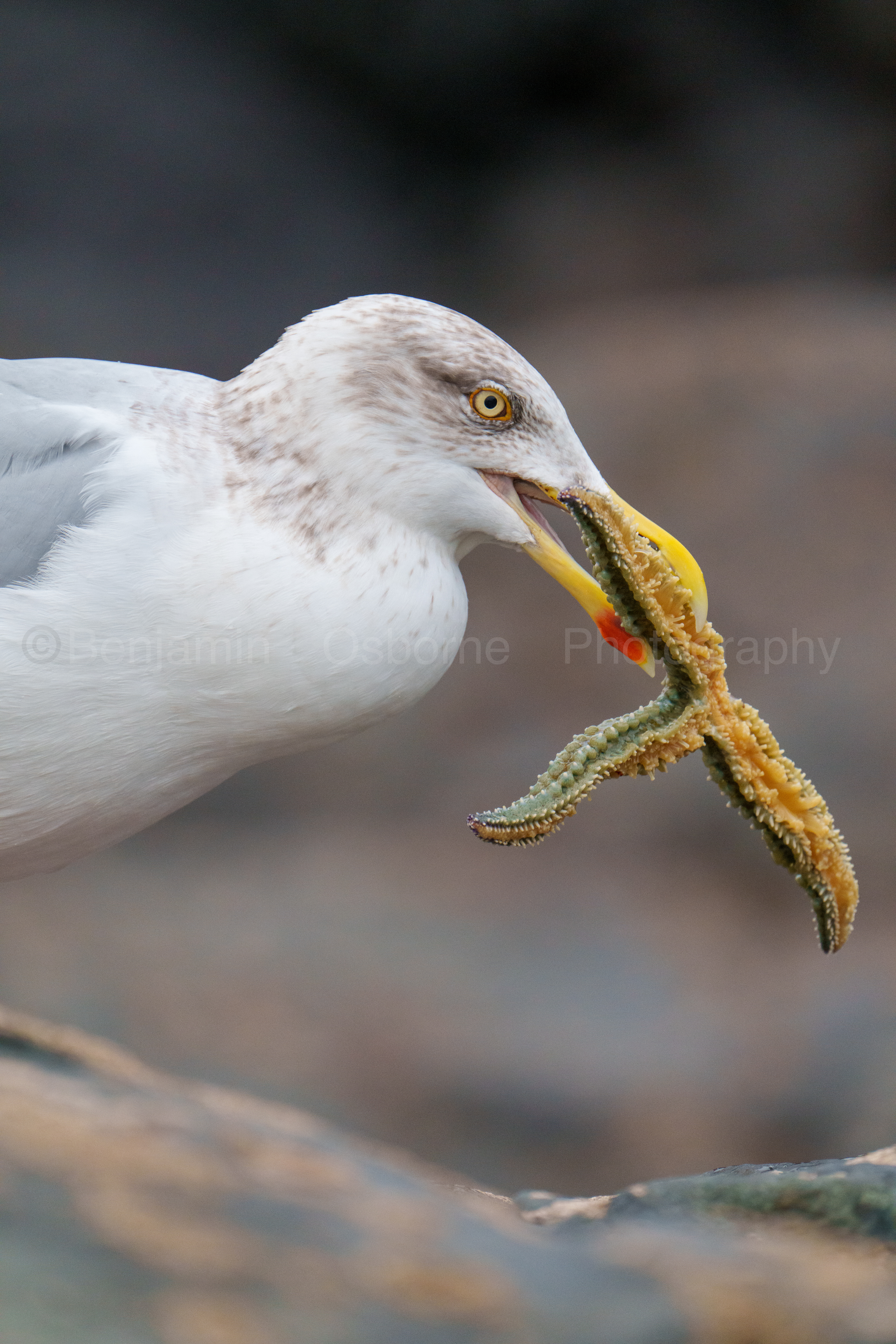 Herring gull 4