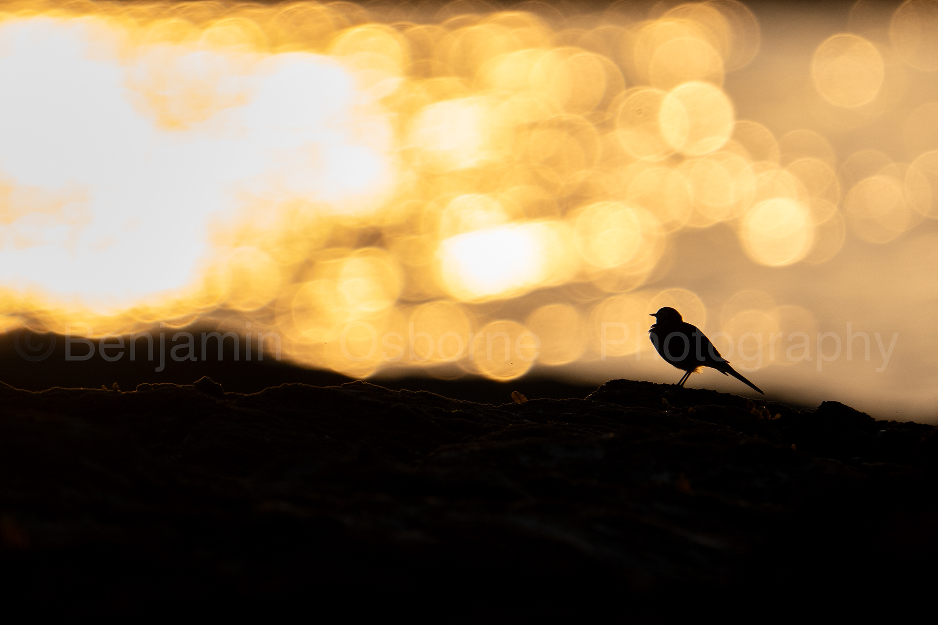 Pied wagtail