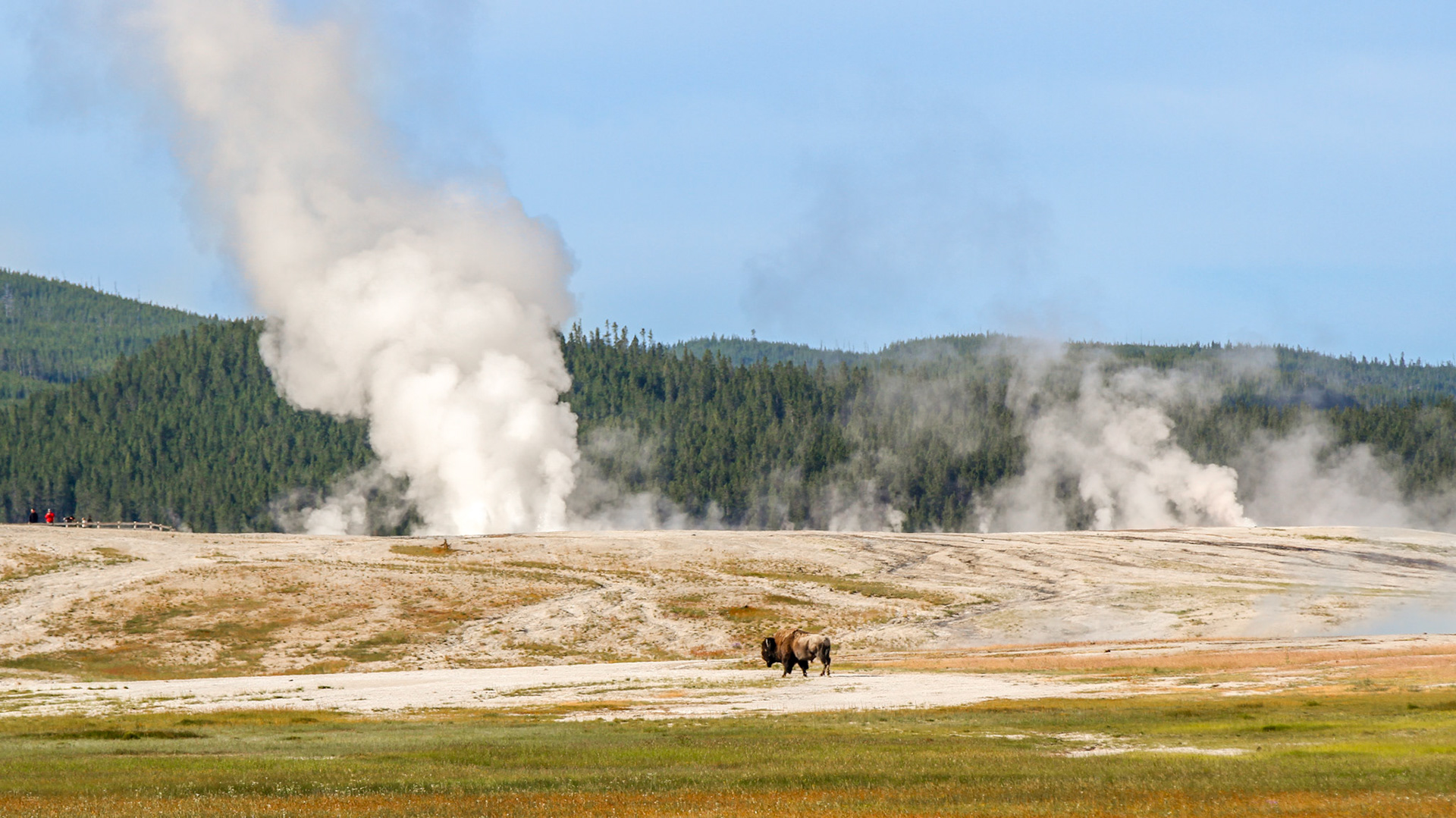 Bison at Yellowstone