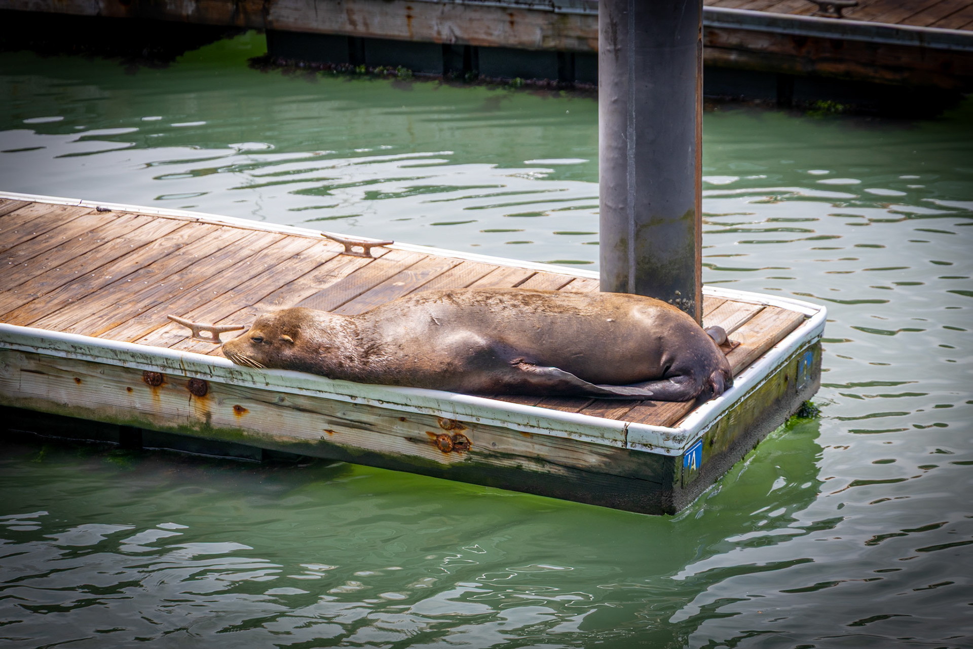 Sea Lions at Fisherman's Wharf in San Francisco