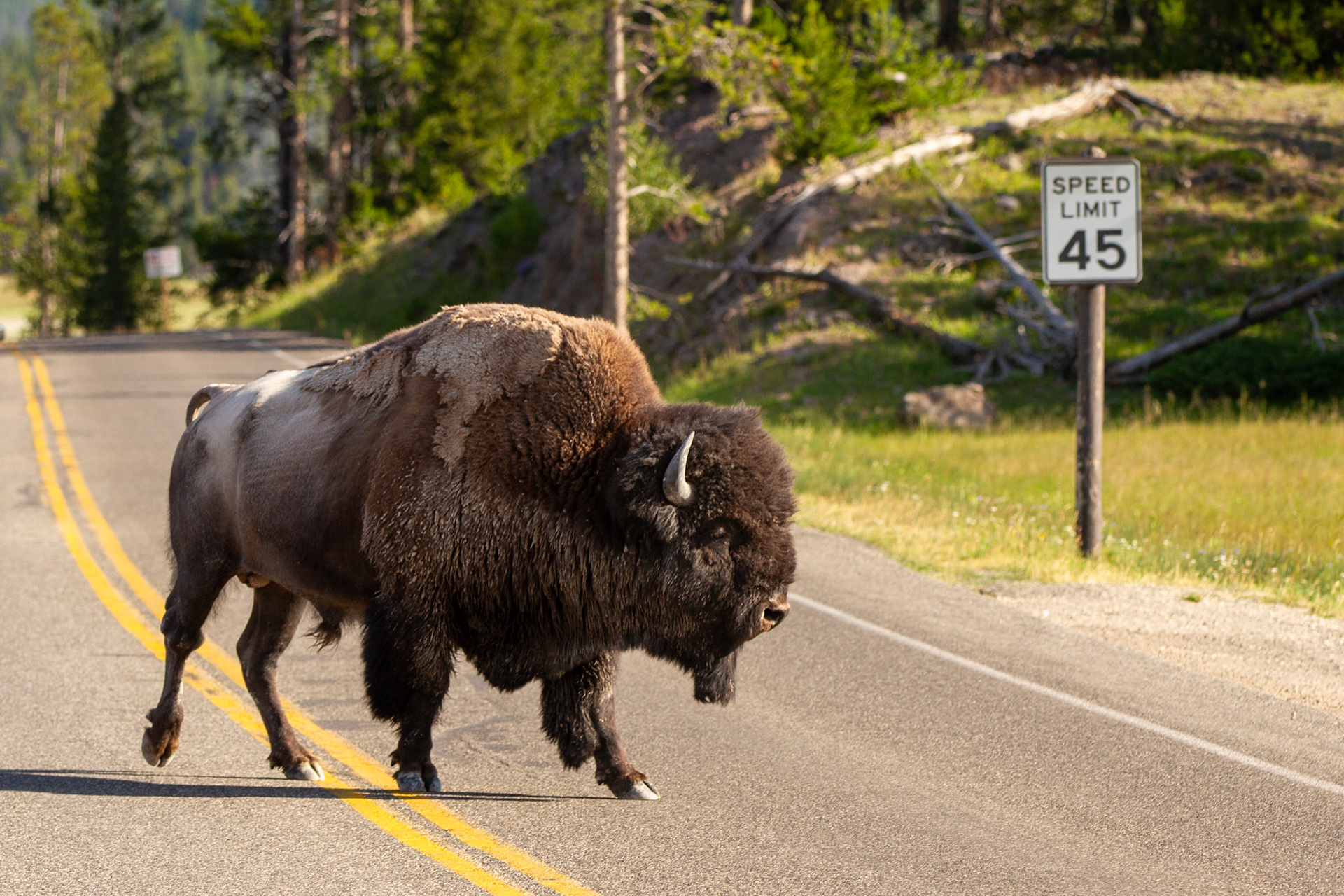 Bison at Yellowstone