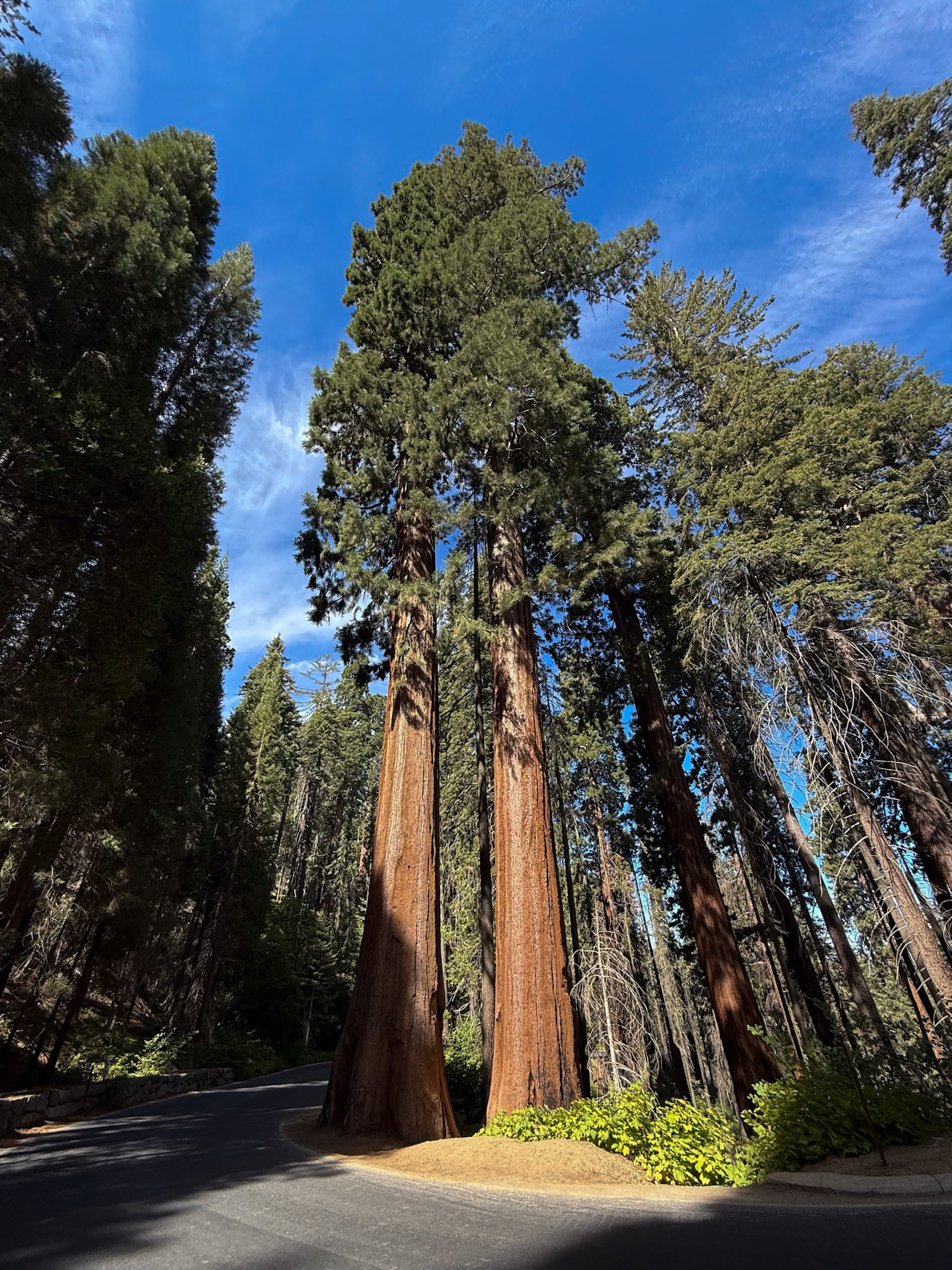Sequoia National Park