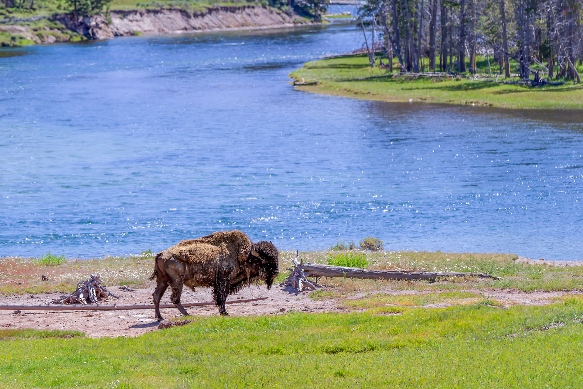 Bison at Yellowstone Ntional Park
