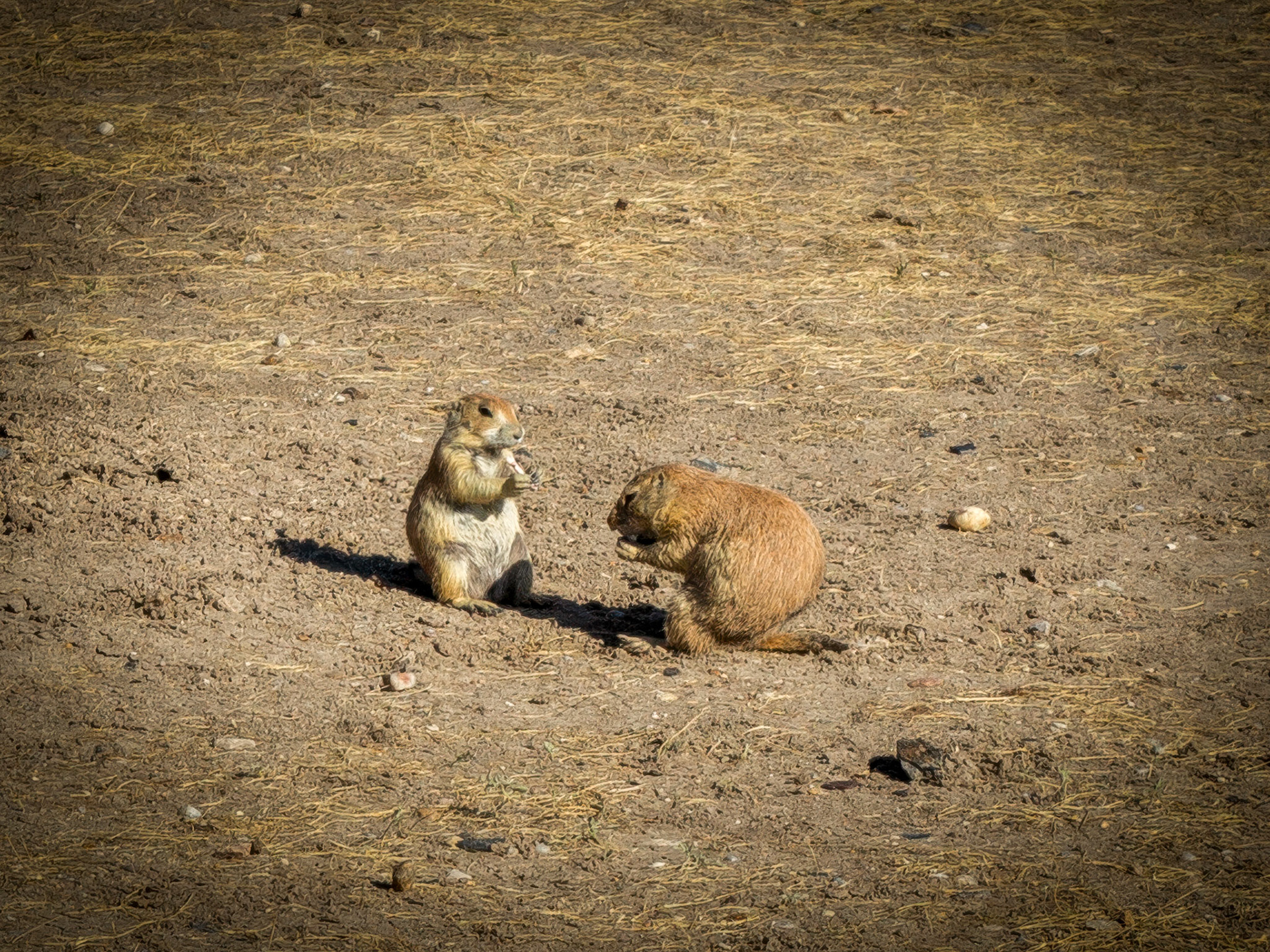 Roberts Prairie Dog Town in Badlands National Park