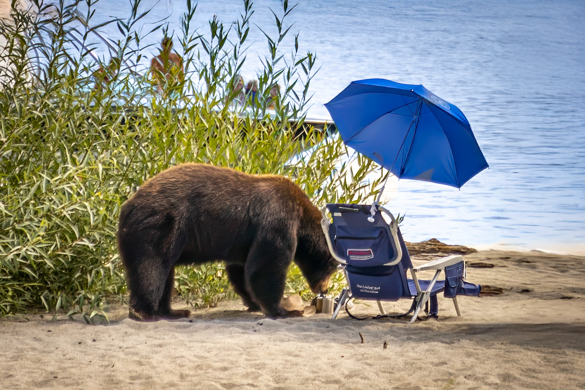 Bear on Vikingsholm Trail at Emerald Bay State Park in Lake Tahoe