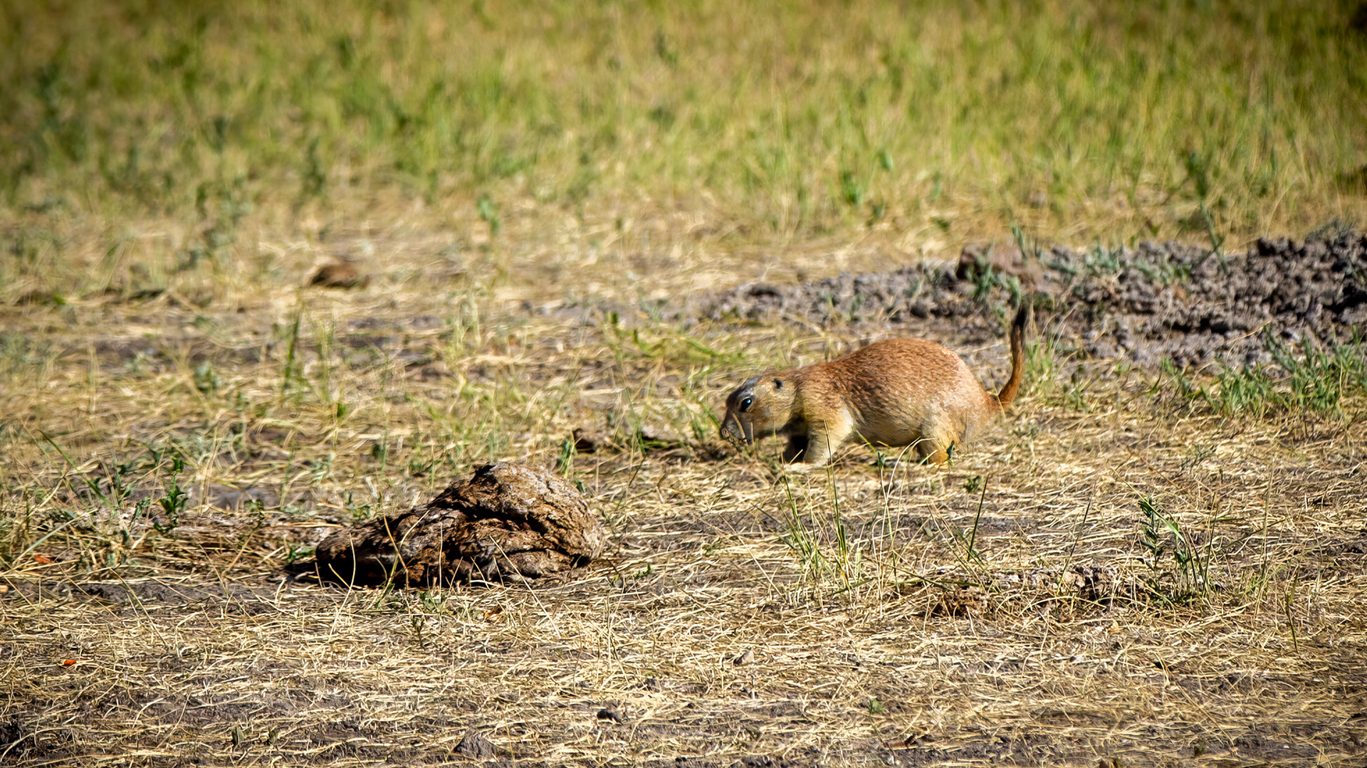 Roberts Prairie Dog Town in Badlands National Park