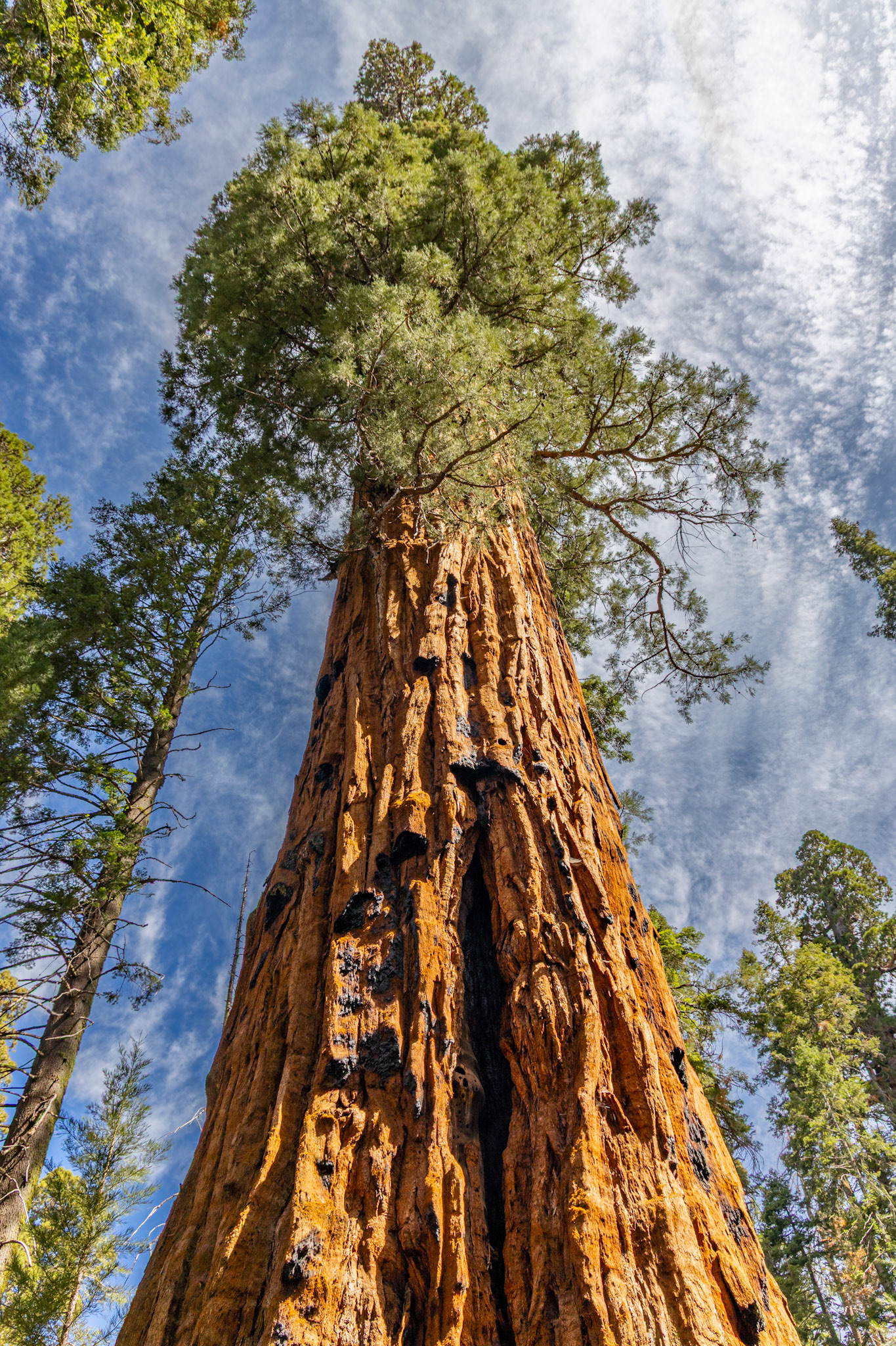 Sequoia National Park