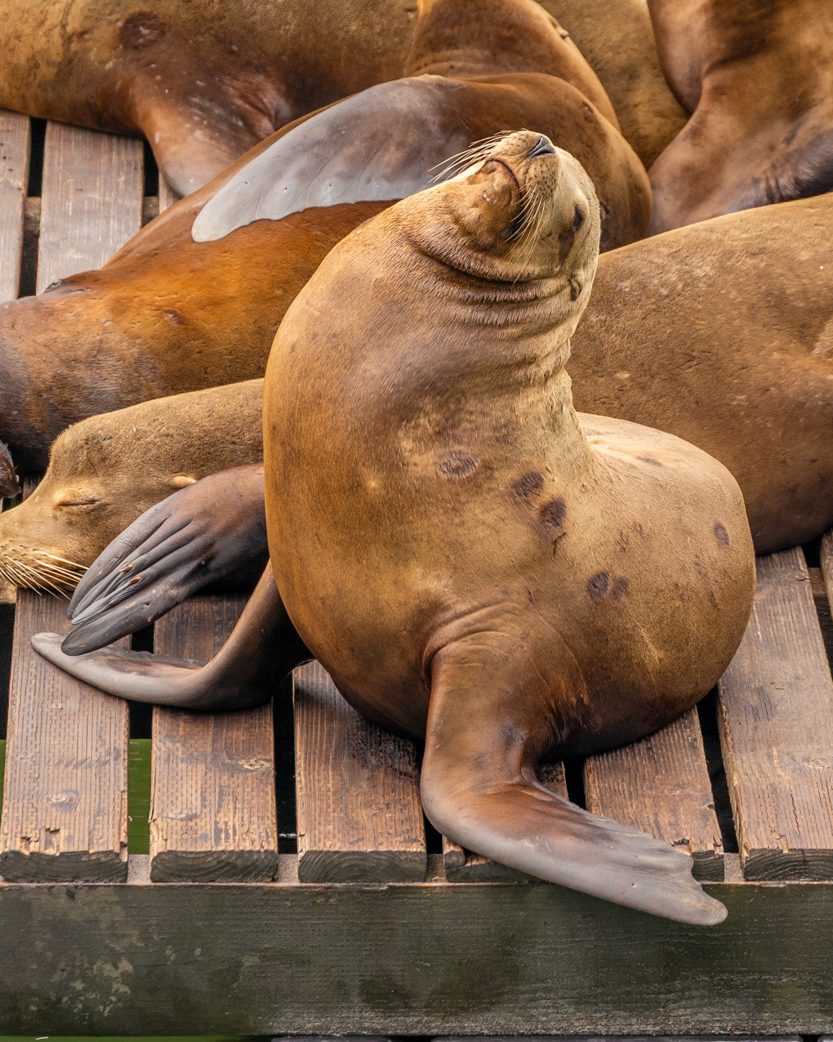 Sea Lions at Fisherman's Wharf in San Francisco