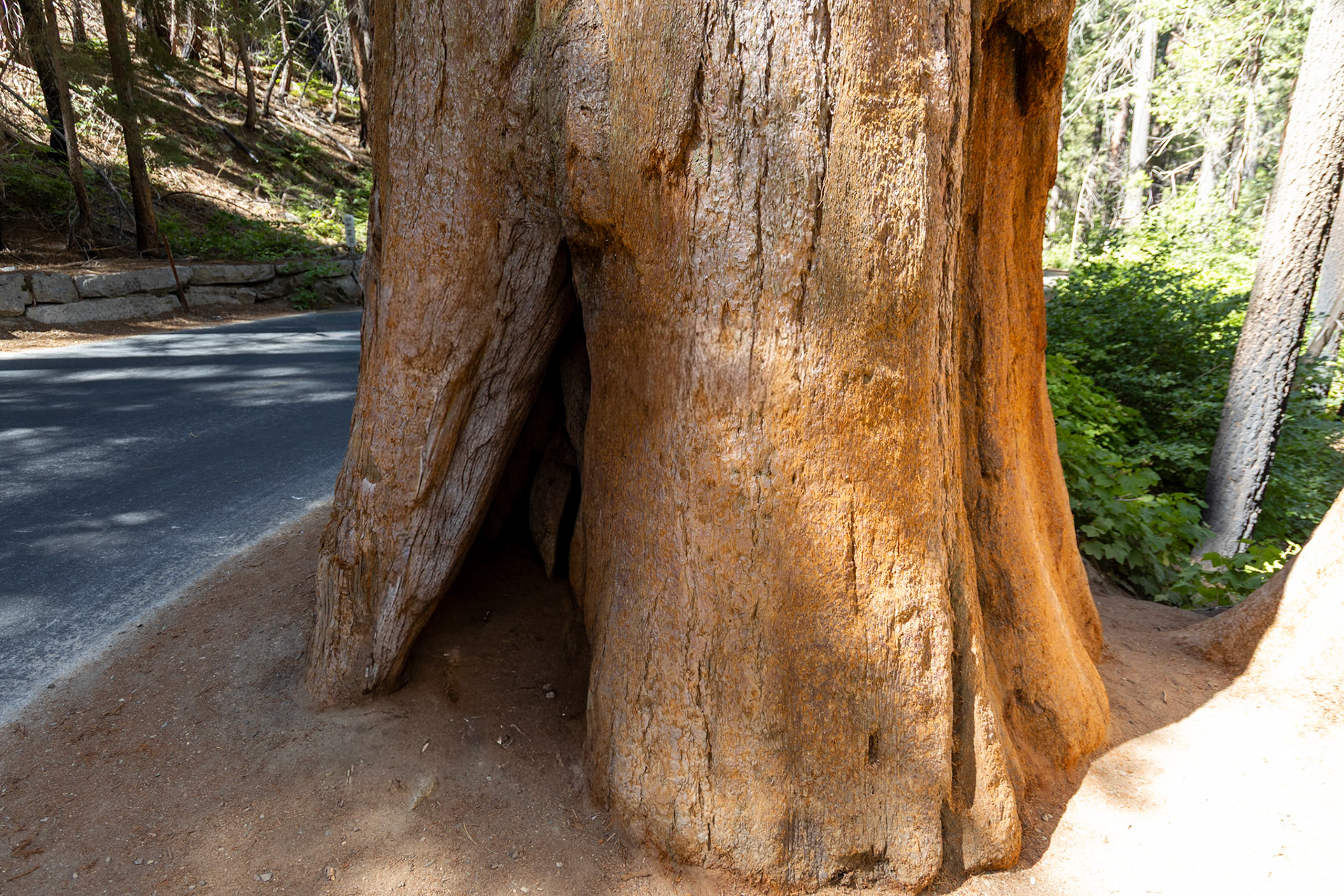 Sequoia National Park