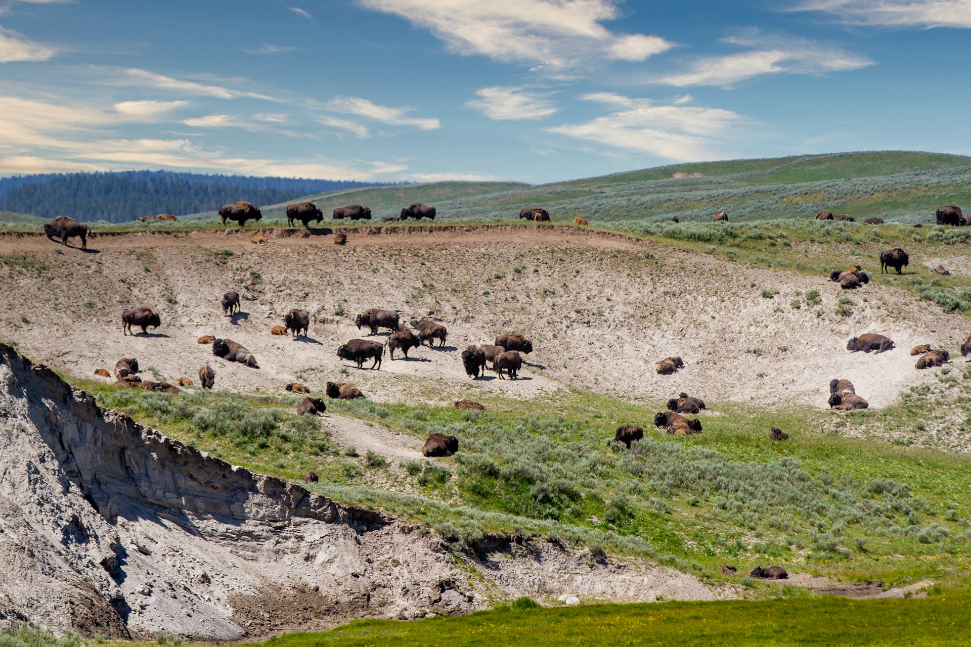 Bison at Yellowstone