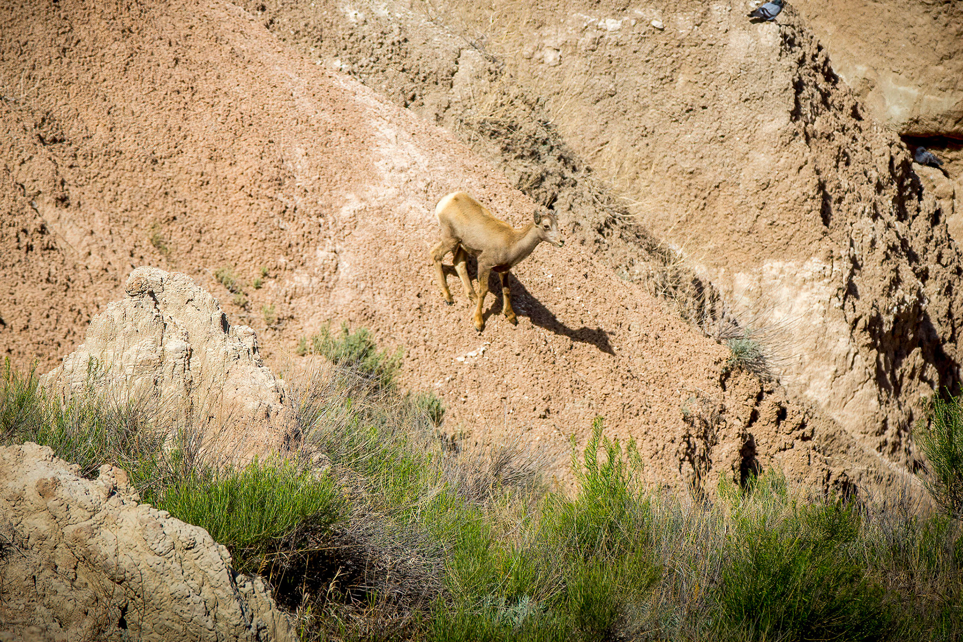 Bighorn Sheep at Badlands National Park