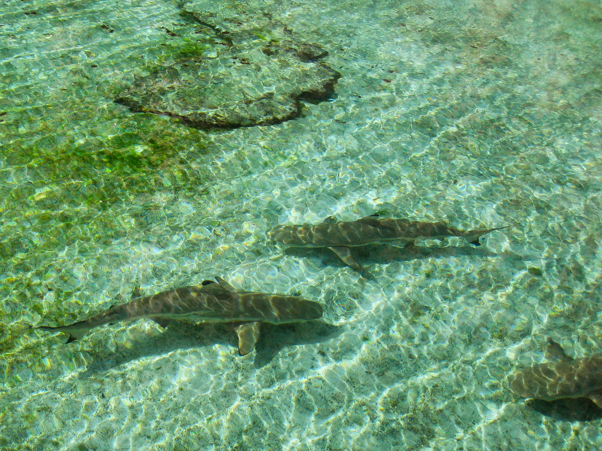 Sharks at Atlantis in Nassau, Bahamas