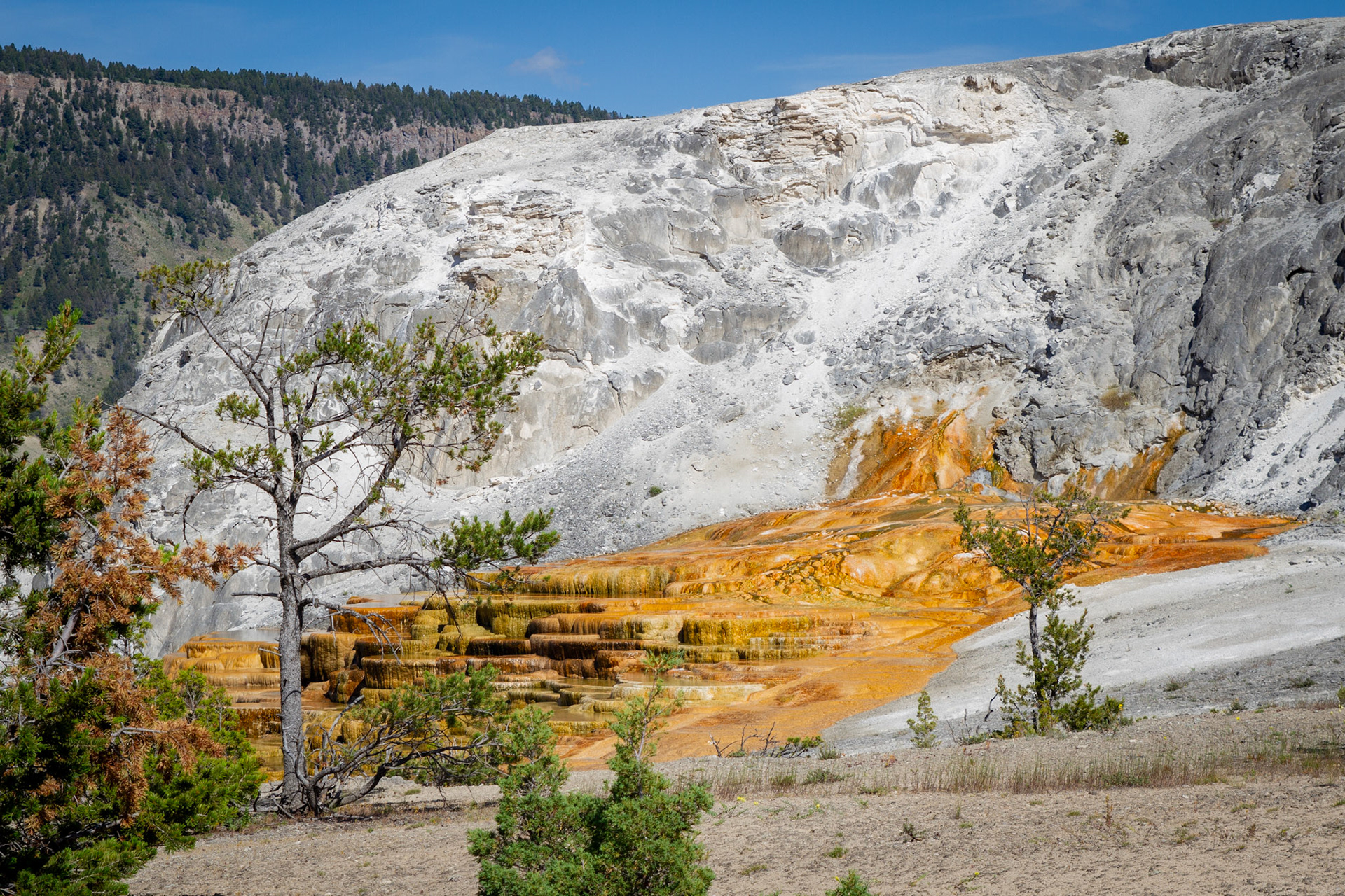 Mammoth Hot Springs at Yellowstone National Park