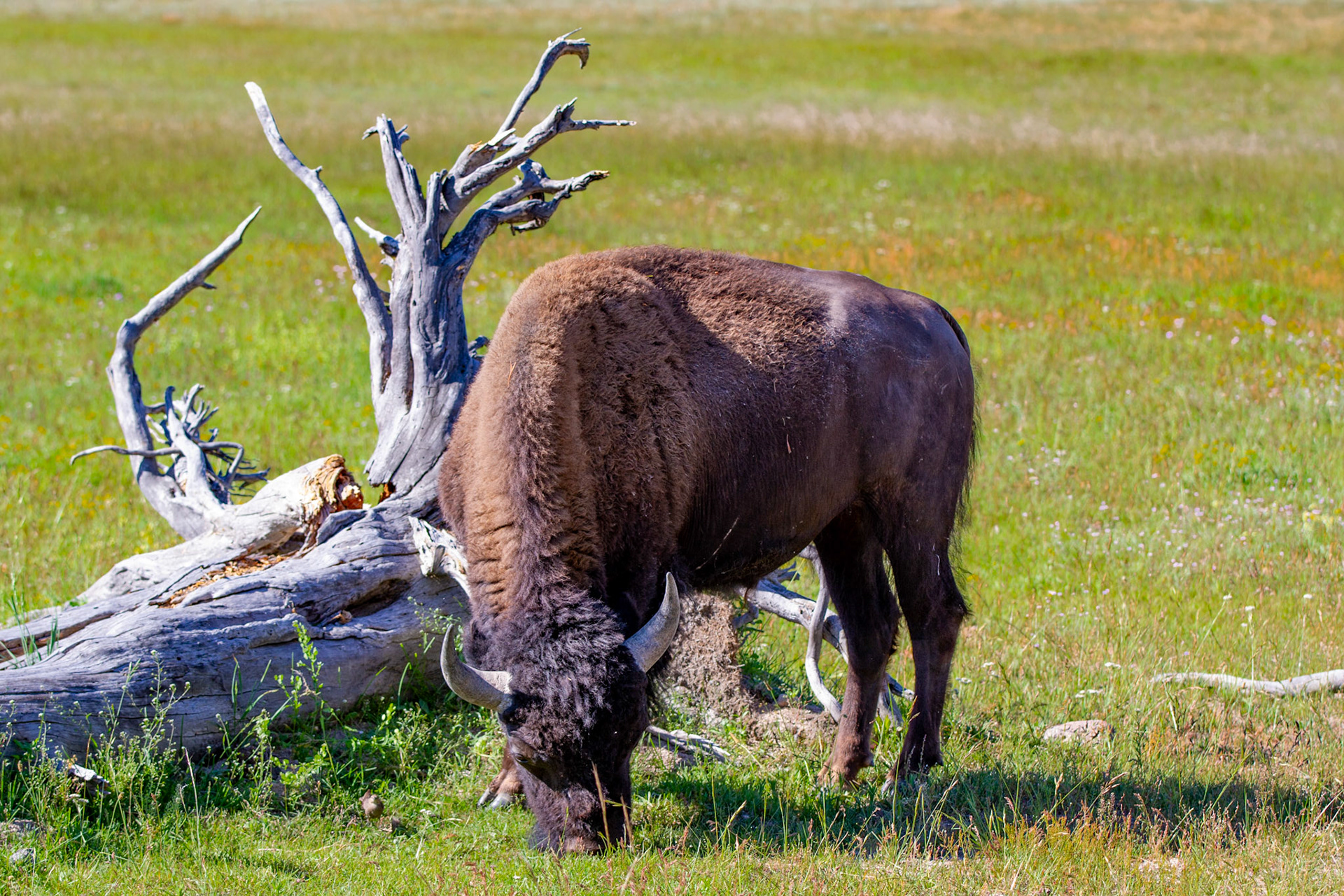 Bison at Yellowstone