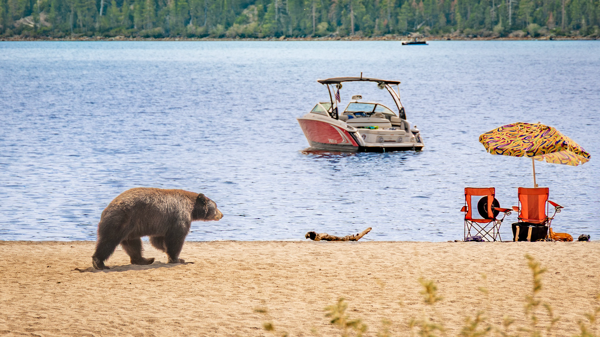 Bear on Vikingsholm Trail at Emerald Bay State Park in Lake Tahoe