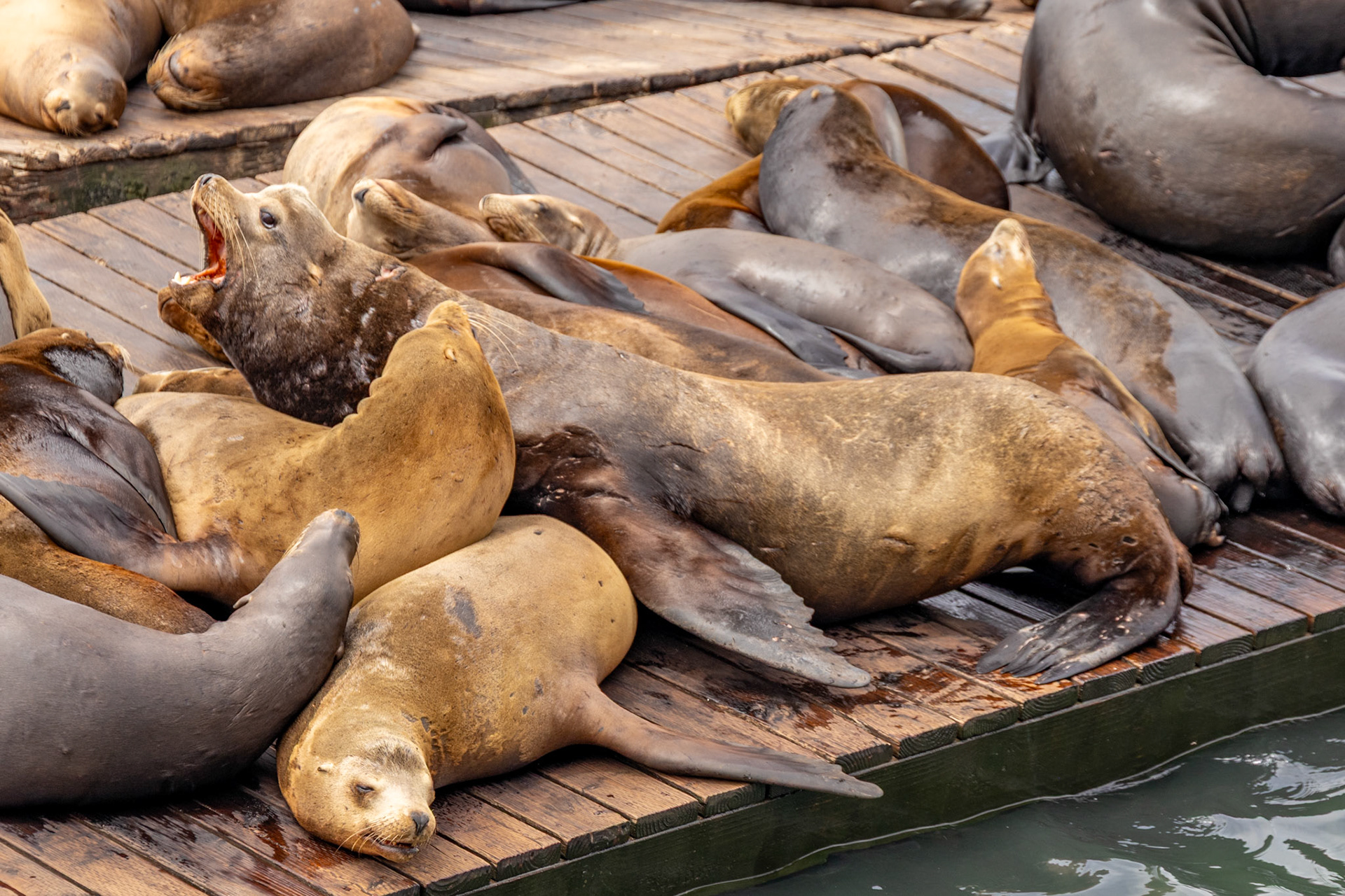 Sea Lions at Fisherman's Wharf in San Francisco