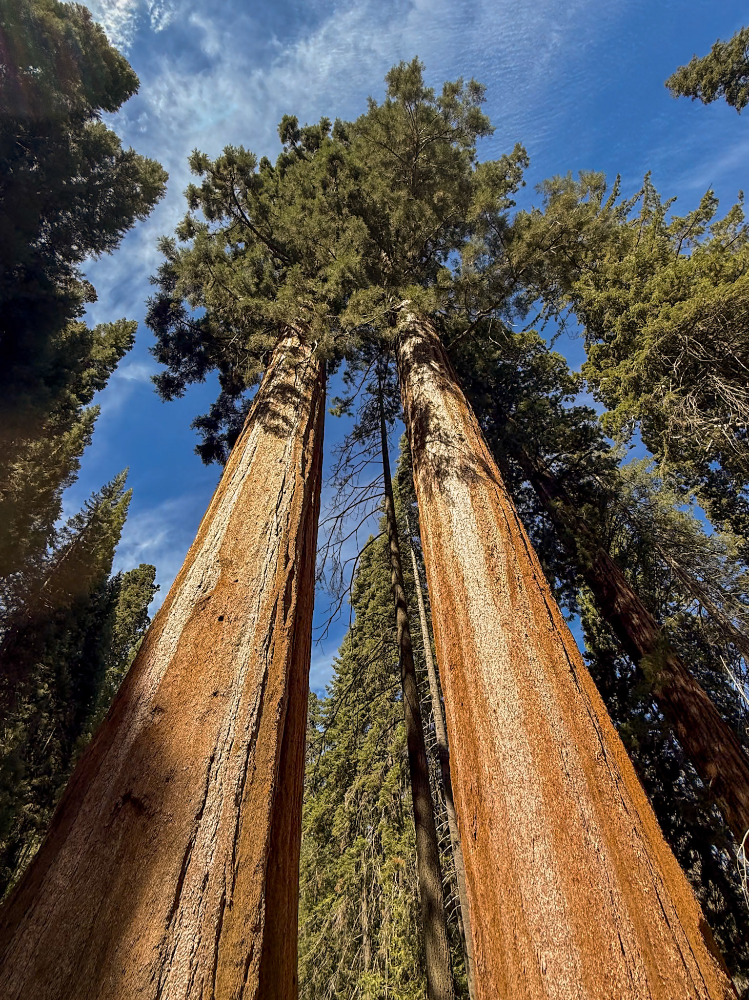 Sequoia National Park