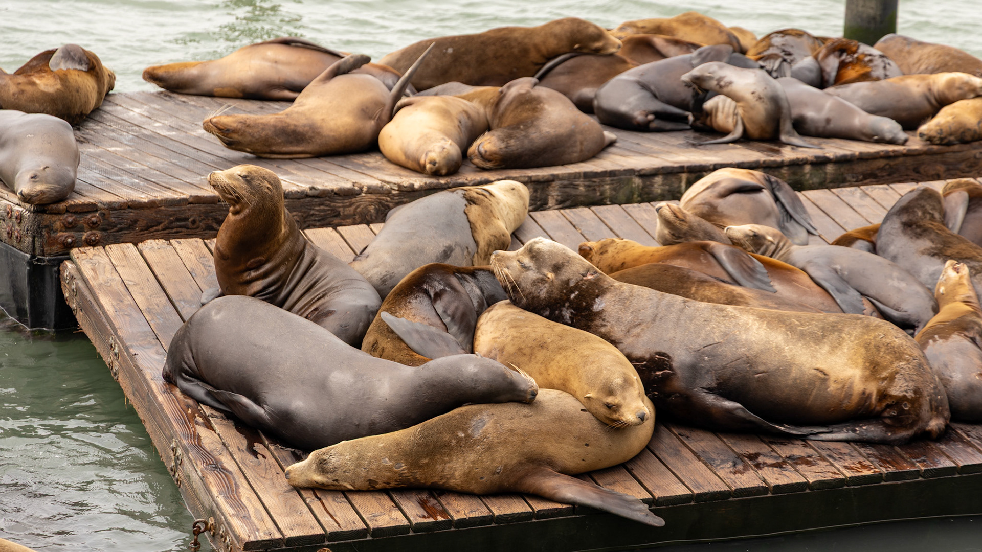 Sea Lions at Fisherman's Wharf in San Francisco
