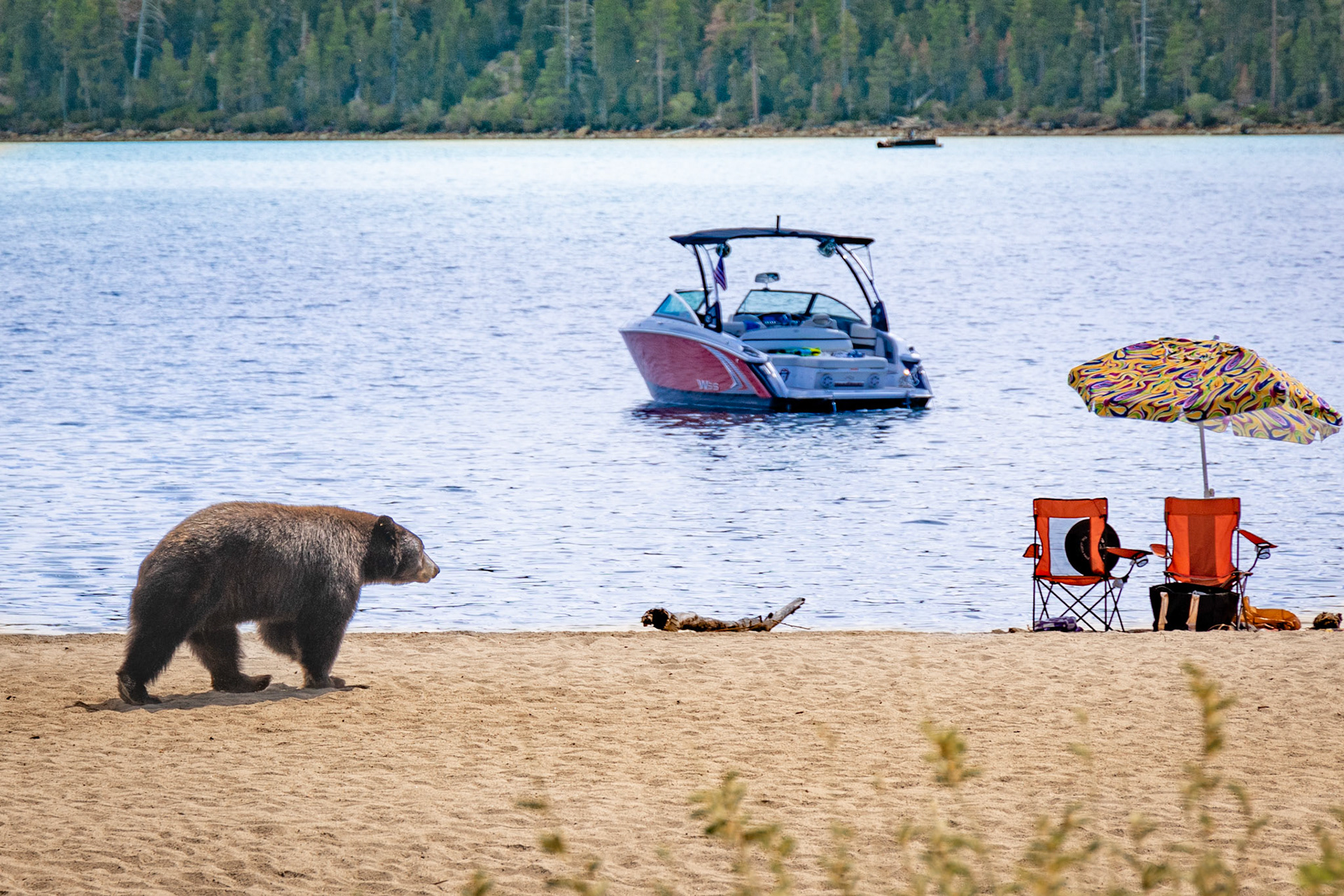 Bear on Vikingsholm Trail at Emerald Bay State Park in Lake Tahoe