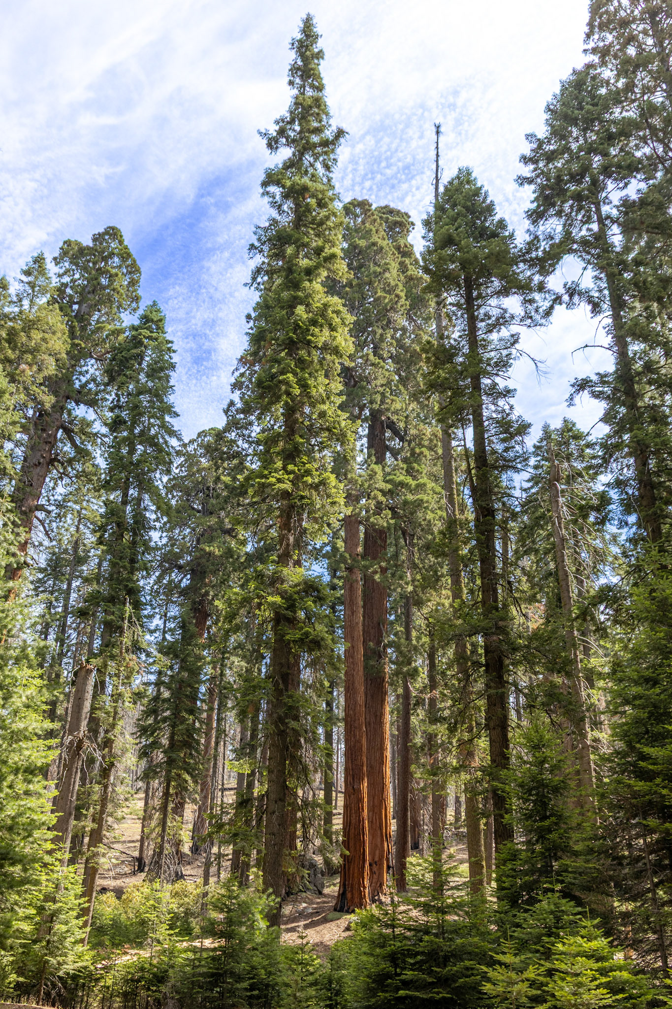 Sequoia National Park