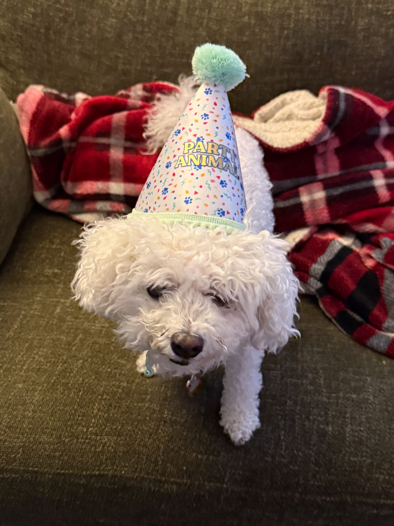 Buddy's 16th Birthday