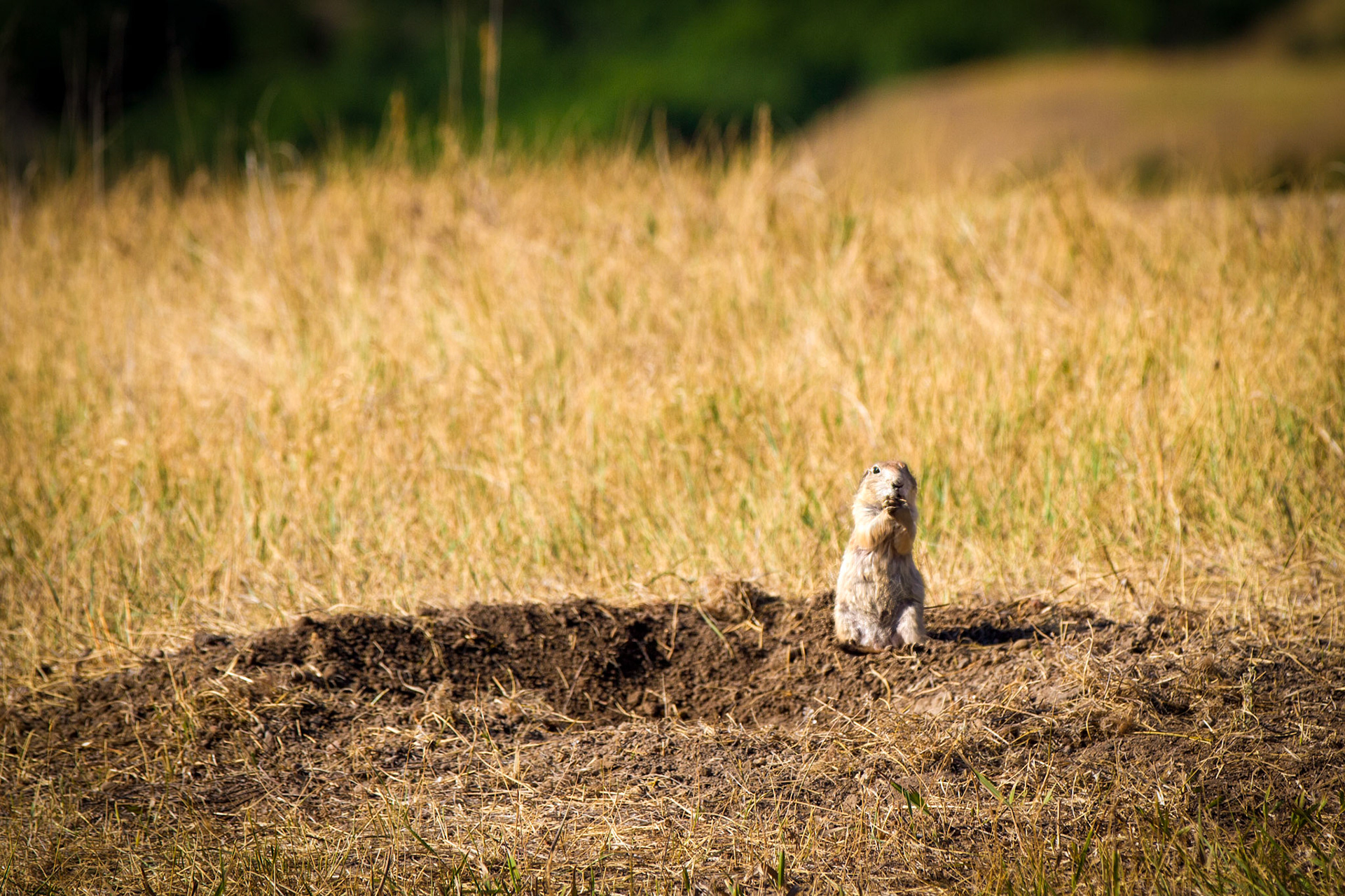 Roberts Prairie Dog Town in Badlands National Park