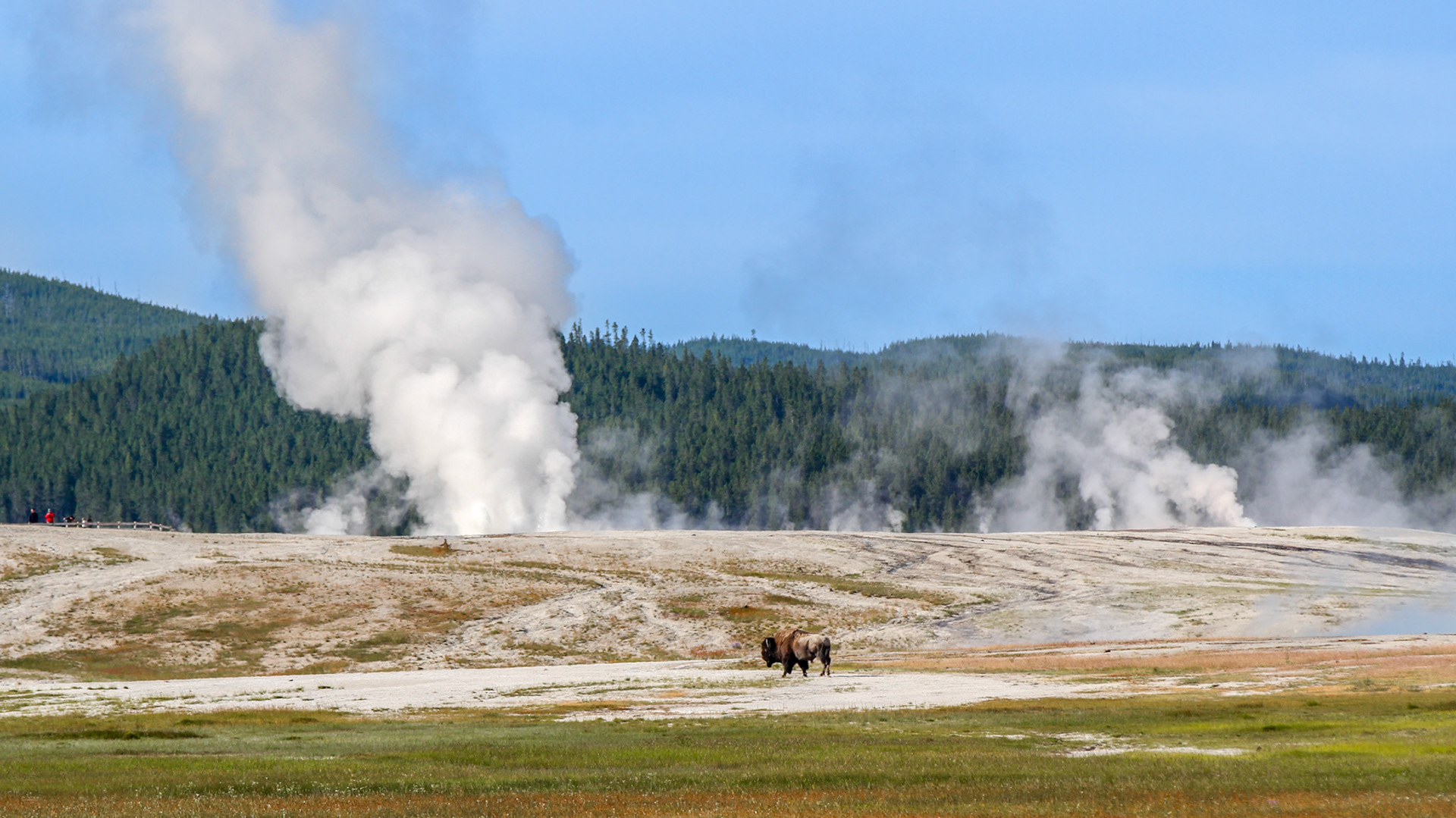 Bison at Yellowstone