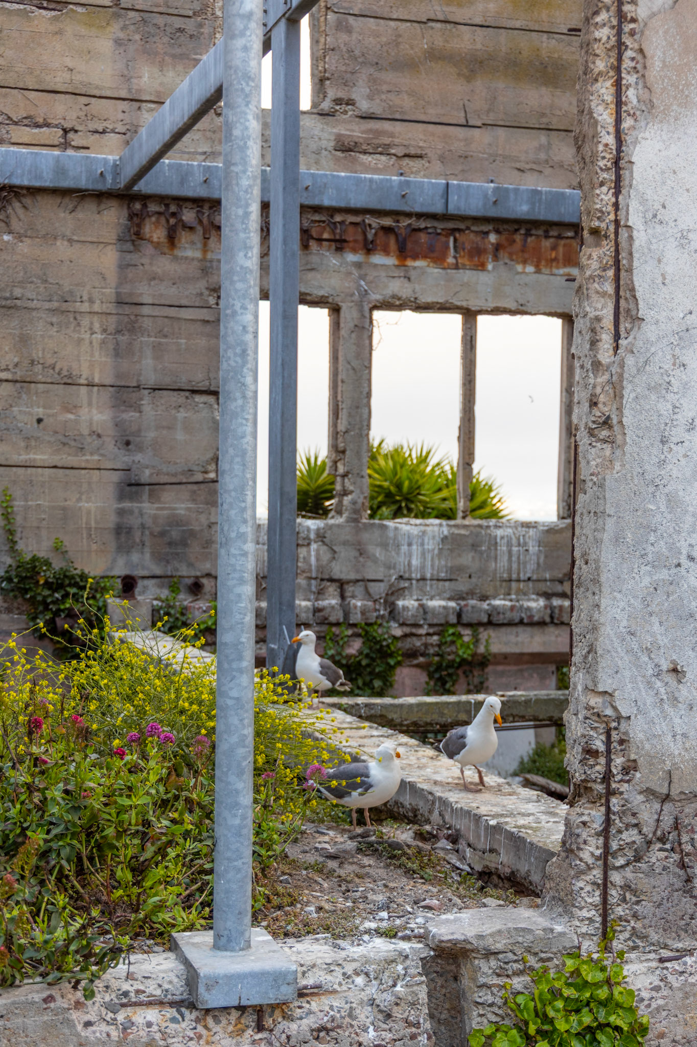 Alcatraz Island in San Francisco