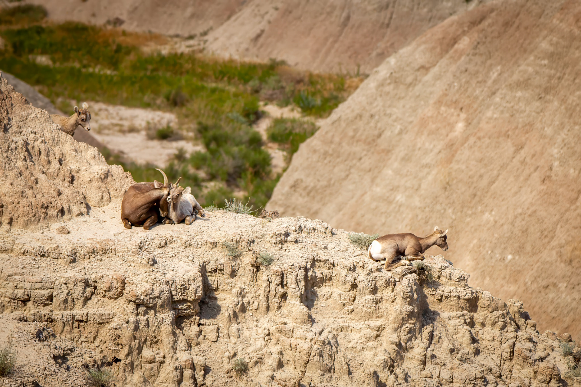 Bighorn Sheep at Badlands National Park