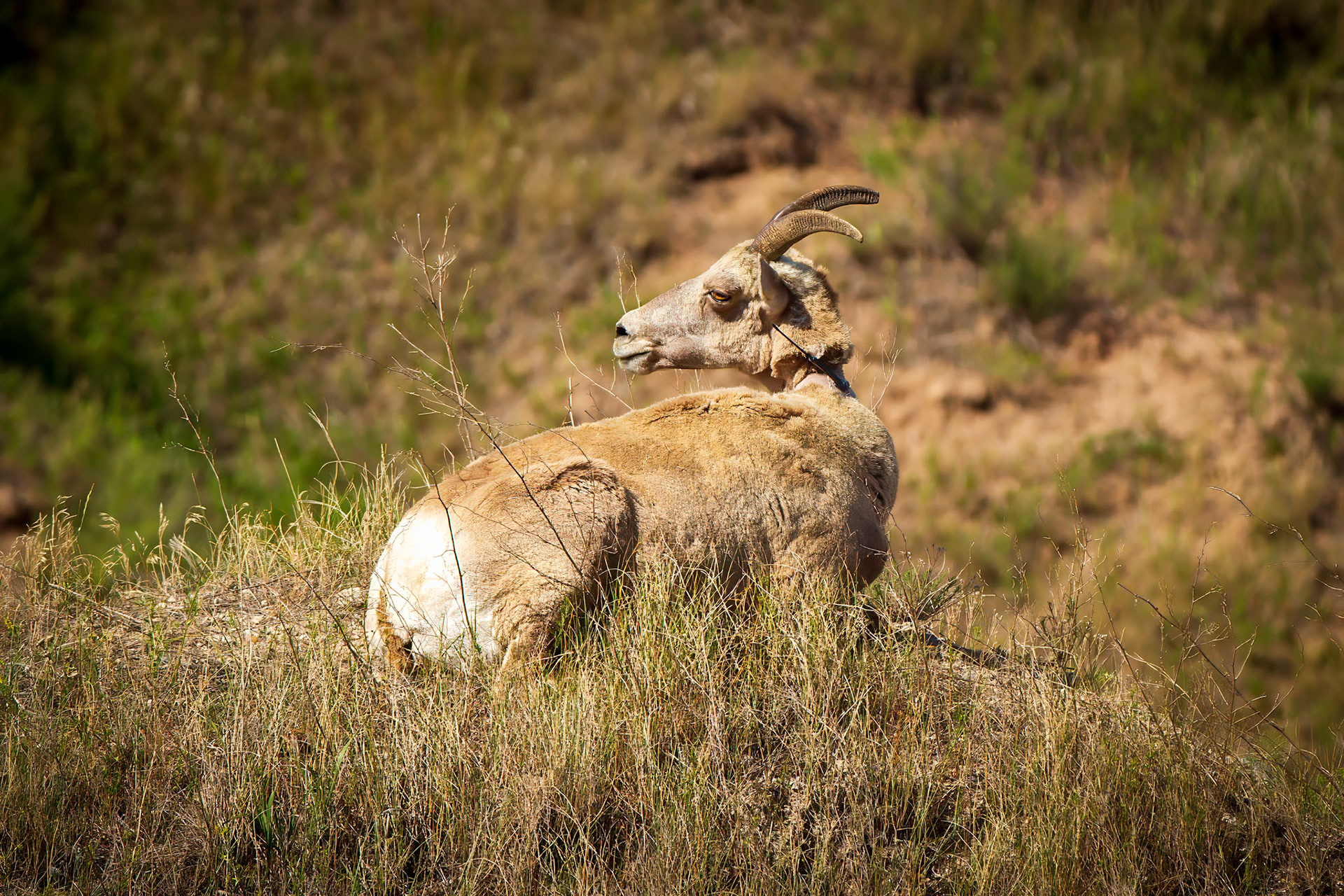 Bighorn Sheep at Badlands National Park