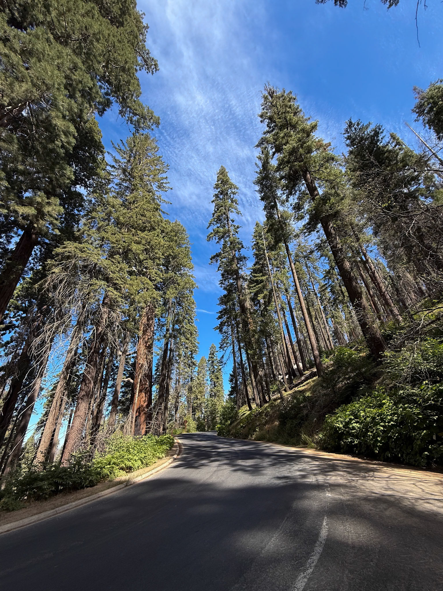 Sequoia National Park