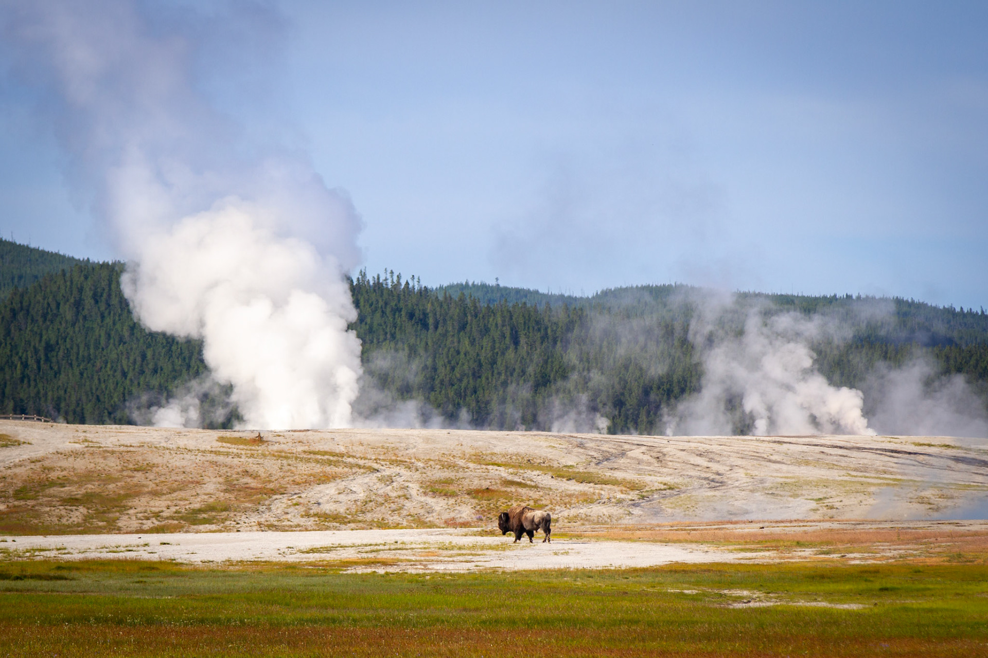 Bison at Yellowstone Ntional Park
