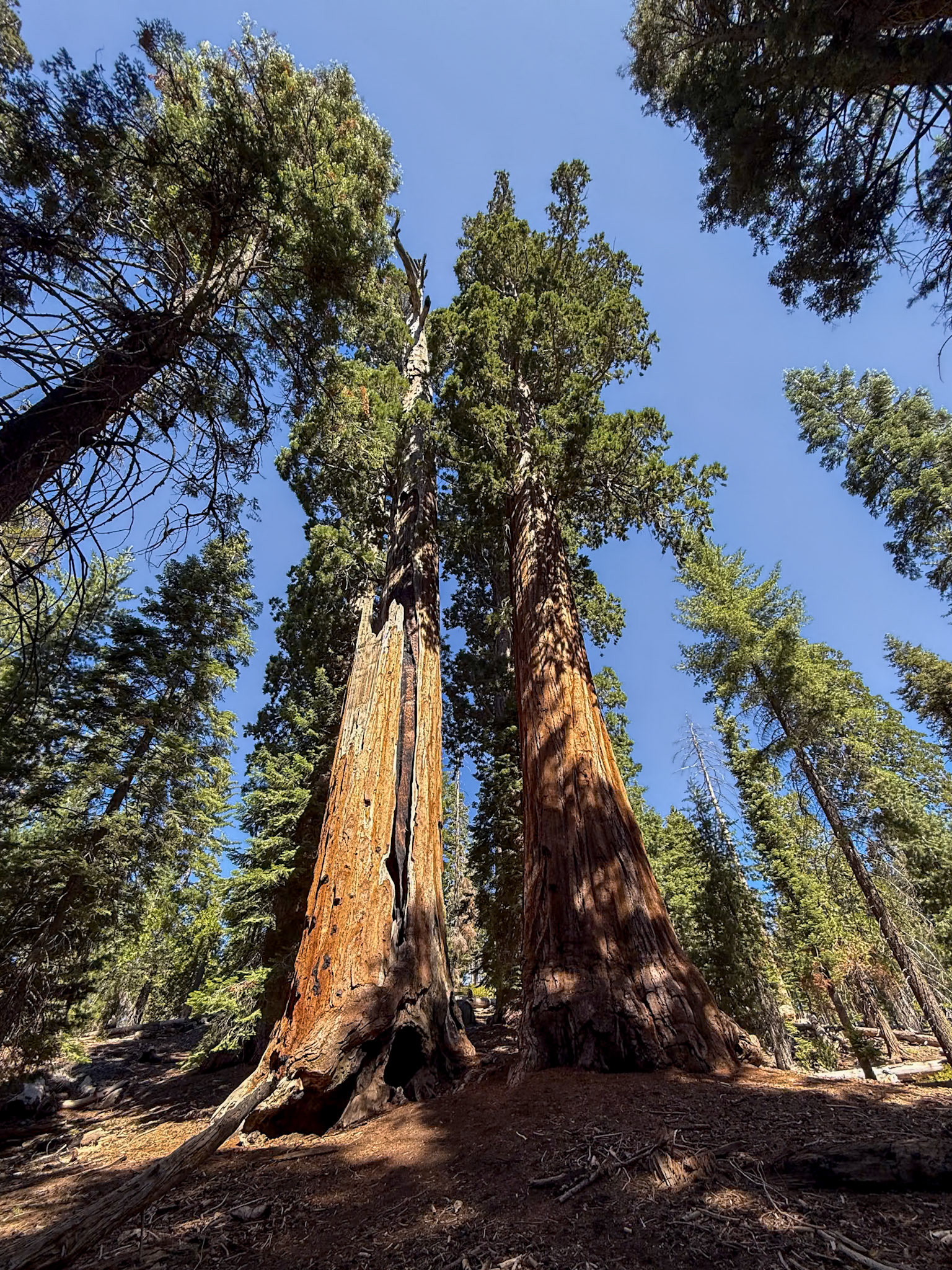 King's Canyon National Park