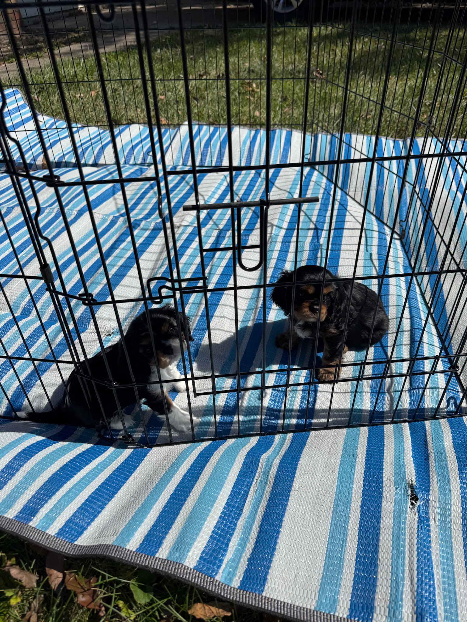 Puppies in Troy