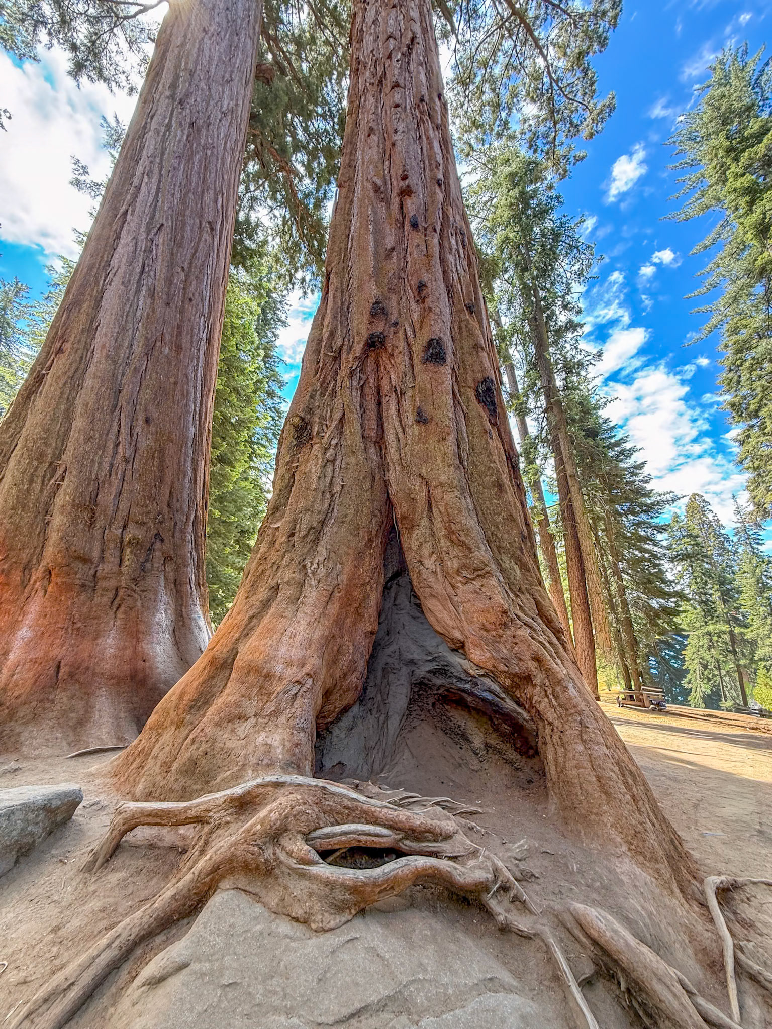 Sequoia National Park