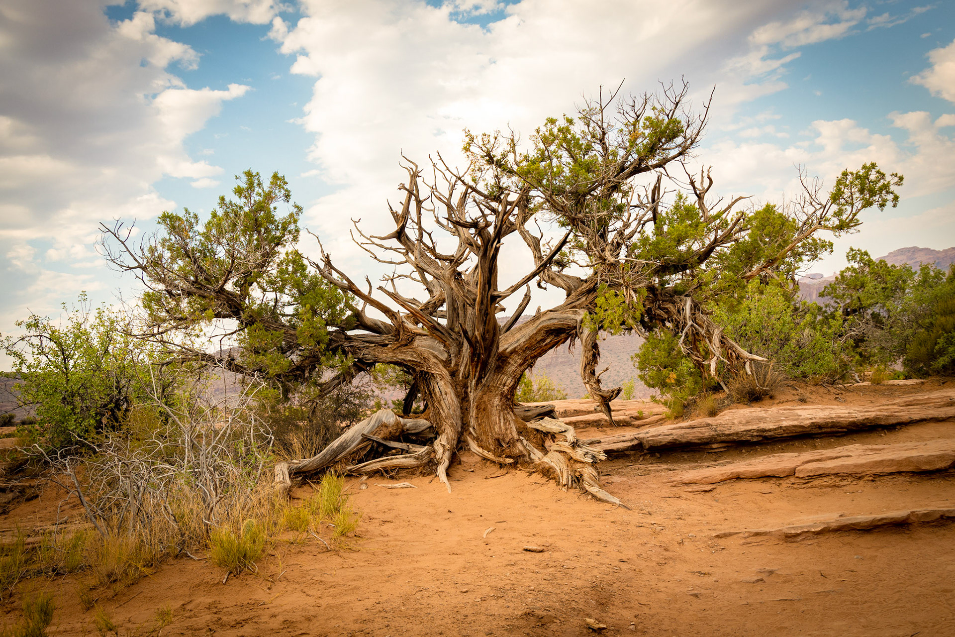 Delicate Arch at Arches National Park in Moab, Utah