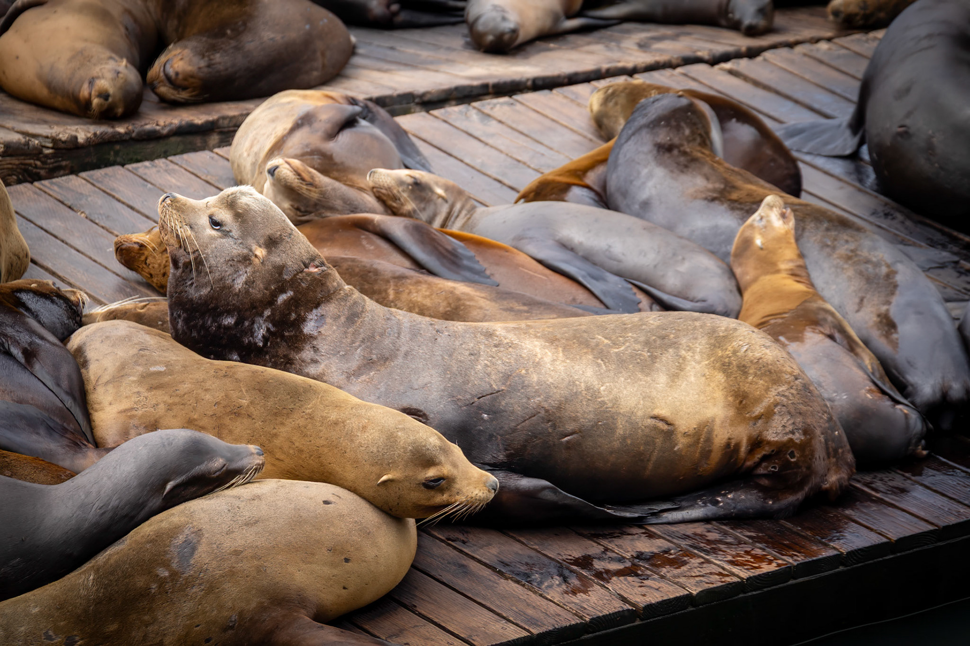 Sea Lions at Fisherman's Wharf in San Francisco